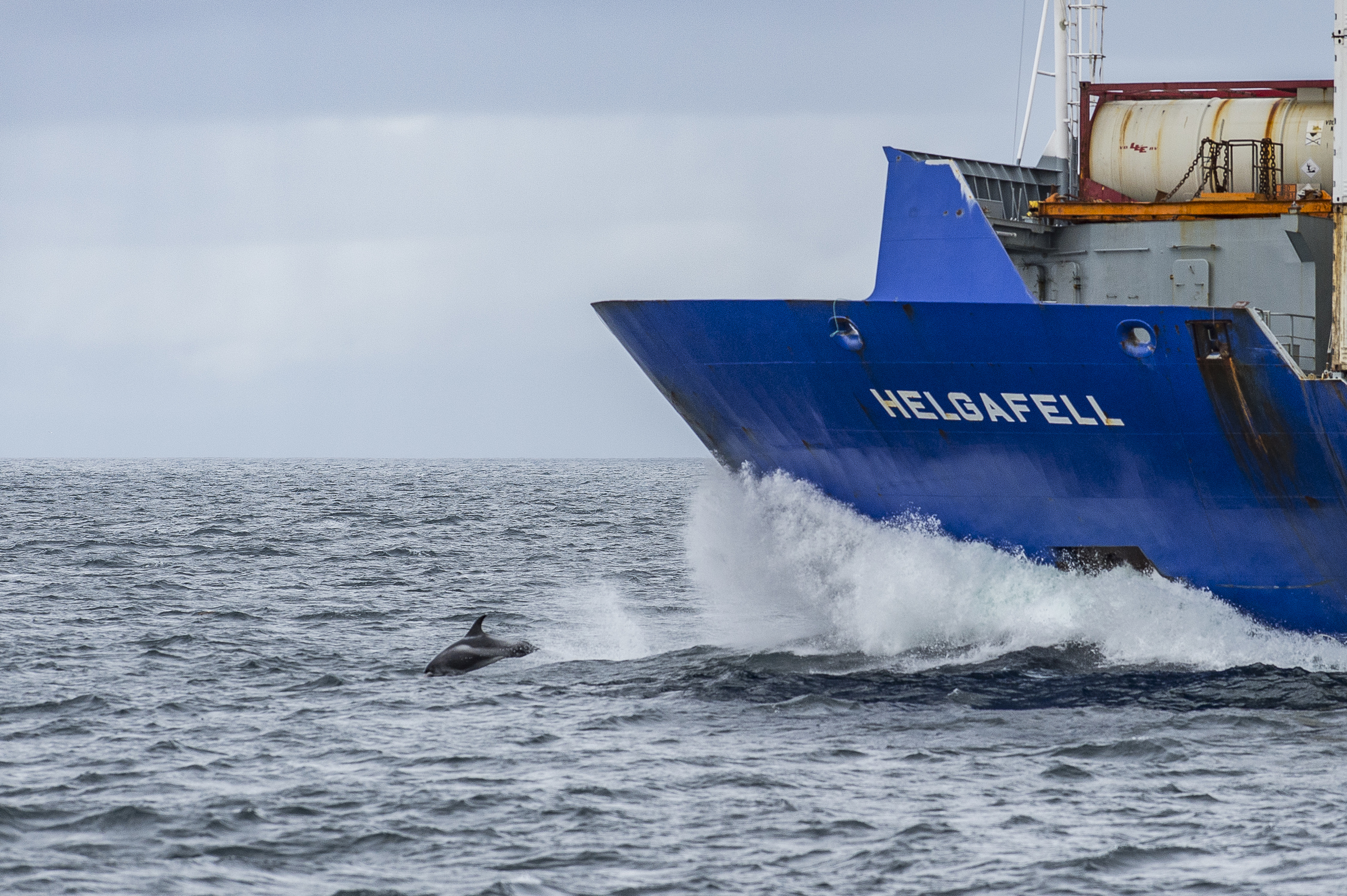 Een witsnuitdolfijn springend voor een vrachtschip