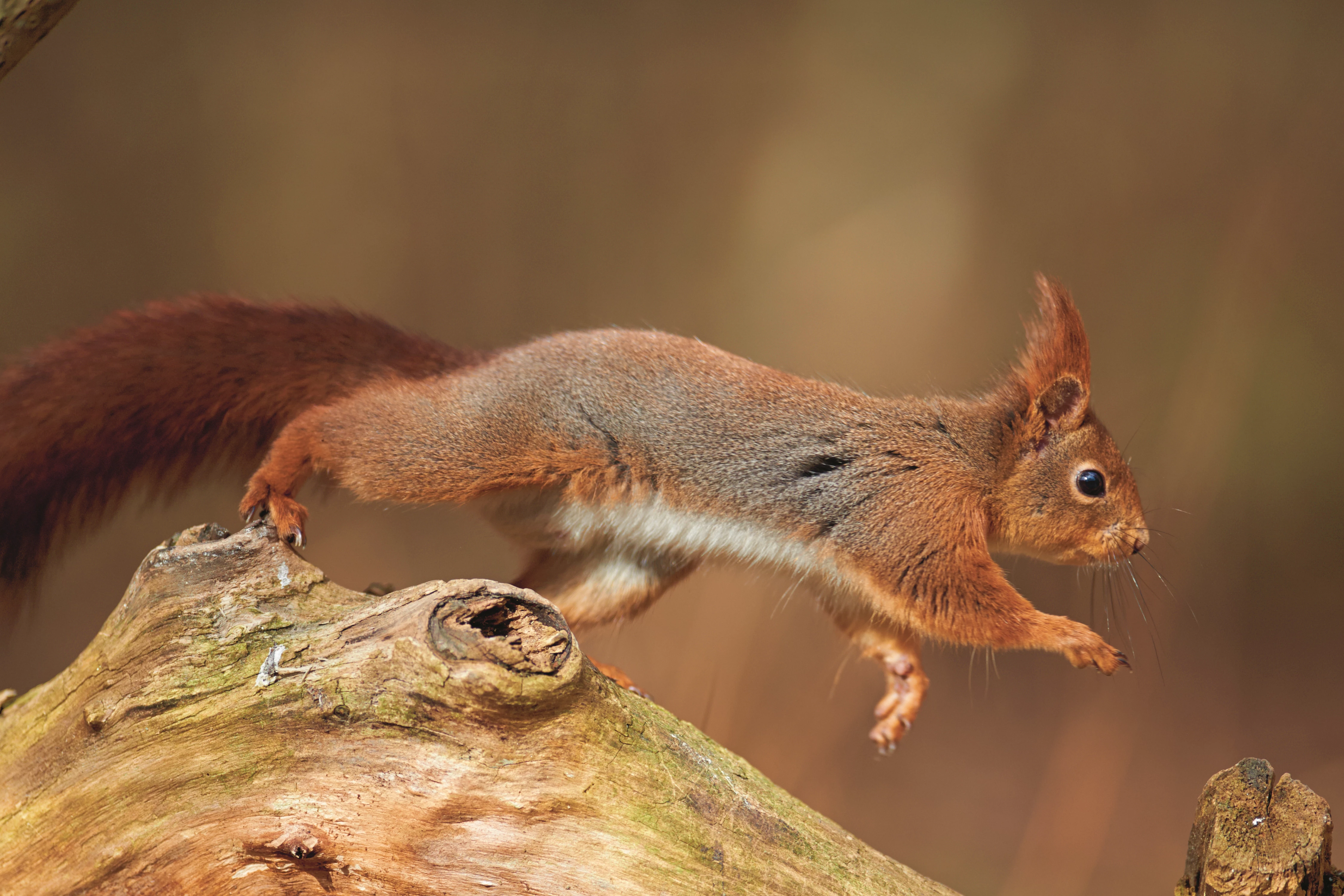 Eekhoorn springt naar een tak WW256503