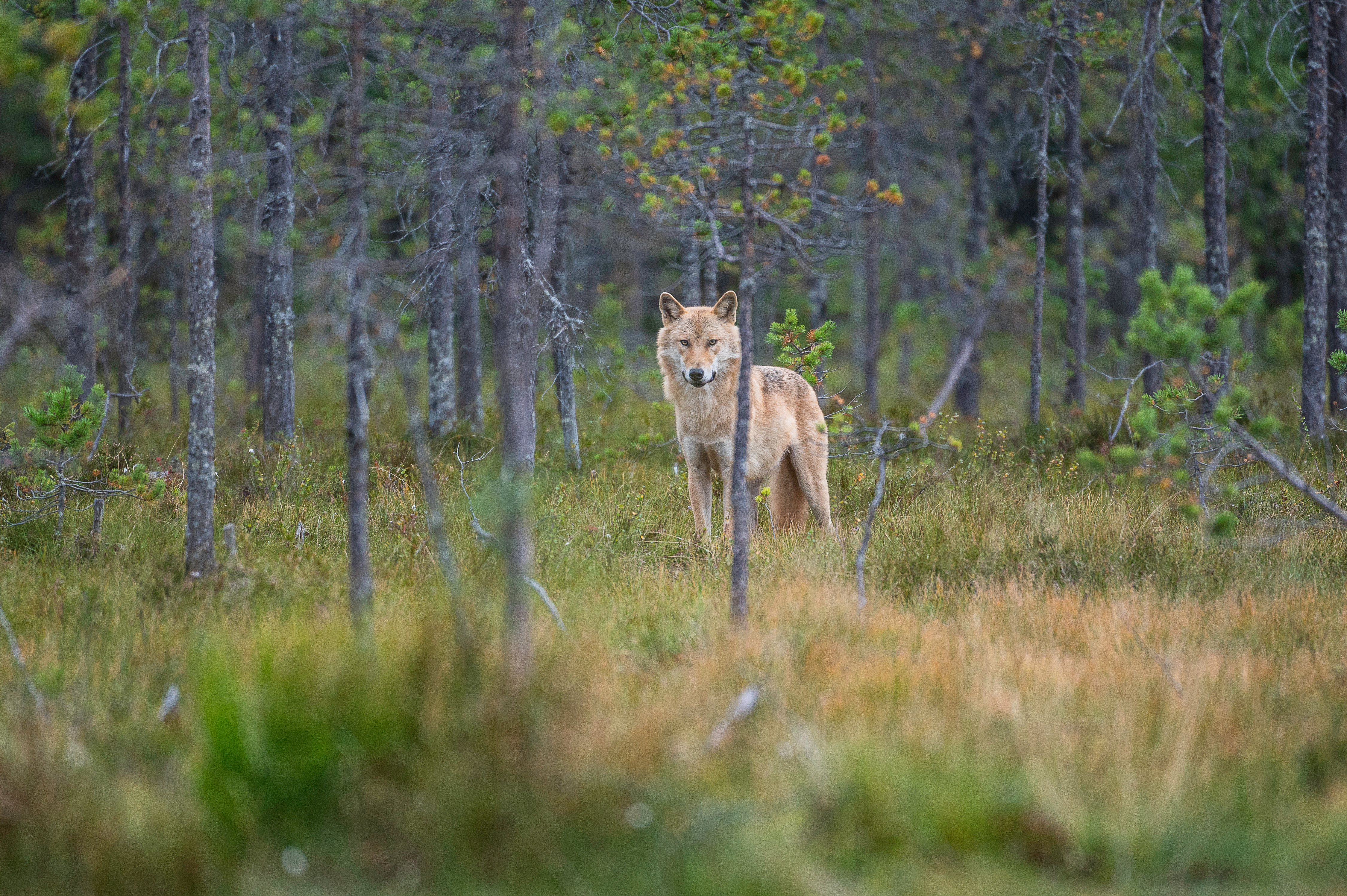 Europese wolf Finland