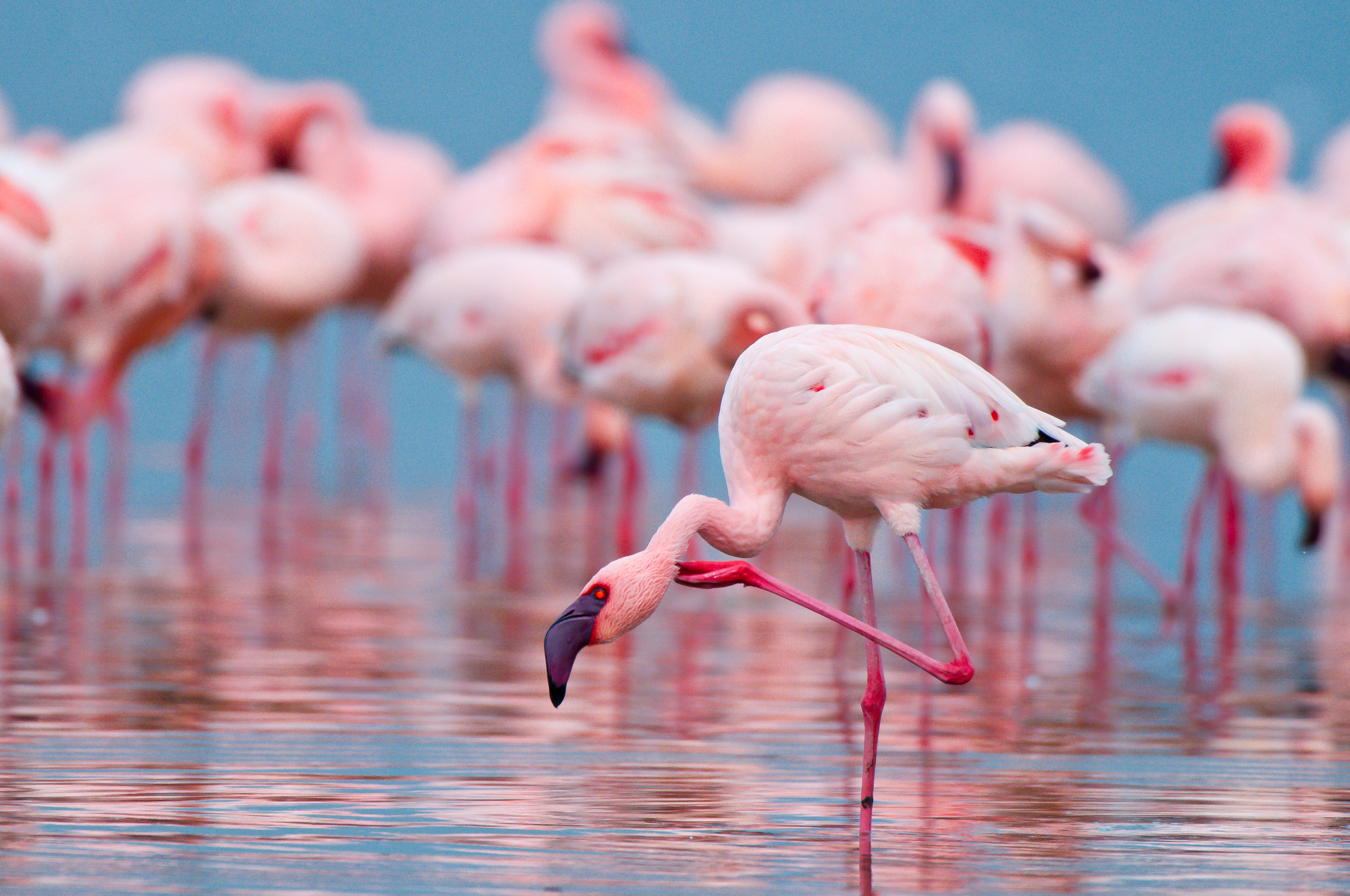 Flamingo poot bij zijn hoofd, flamingos op de achtergrond, Kenia