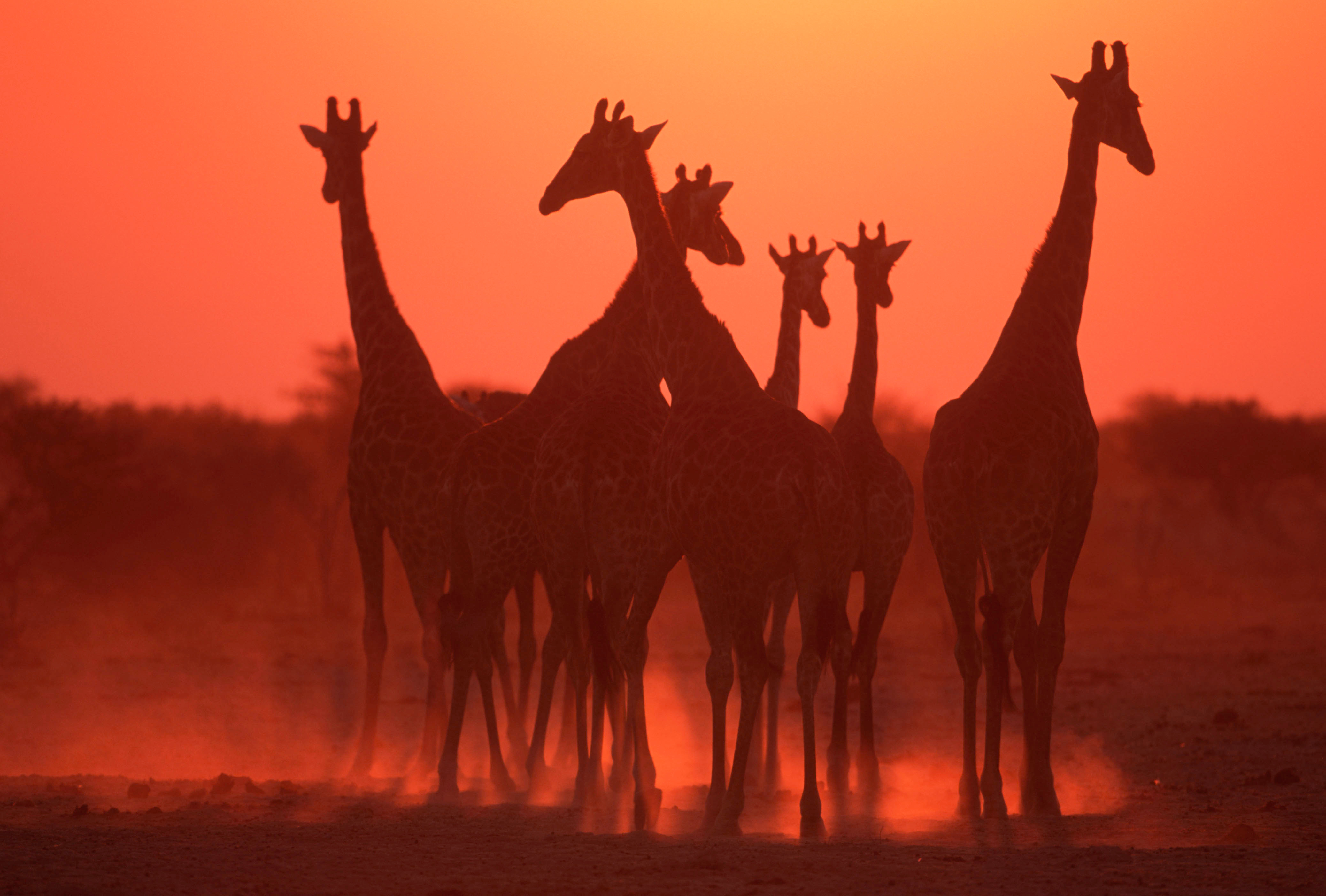 Giraffes bij zonsondergang in Afrika