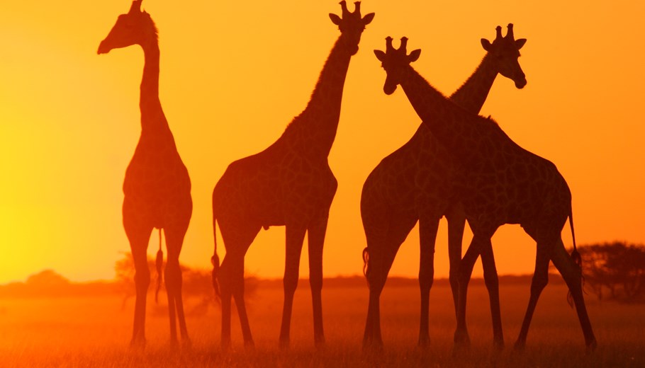 Giraffen in de Kalahari-woestijn silouetted door de zonsondergang in Botswana