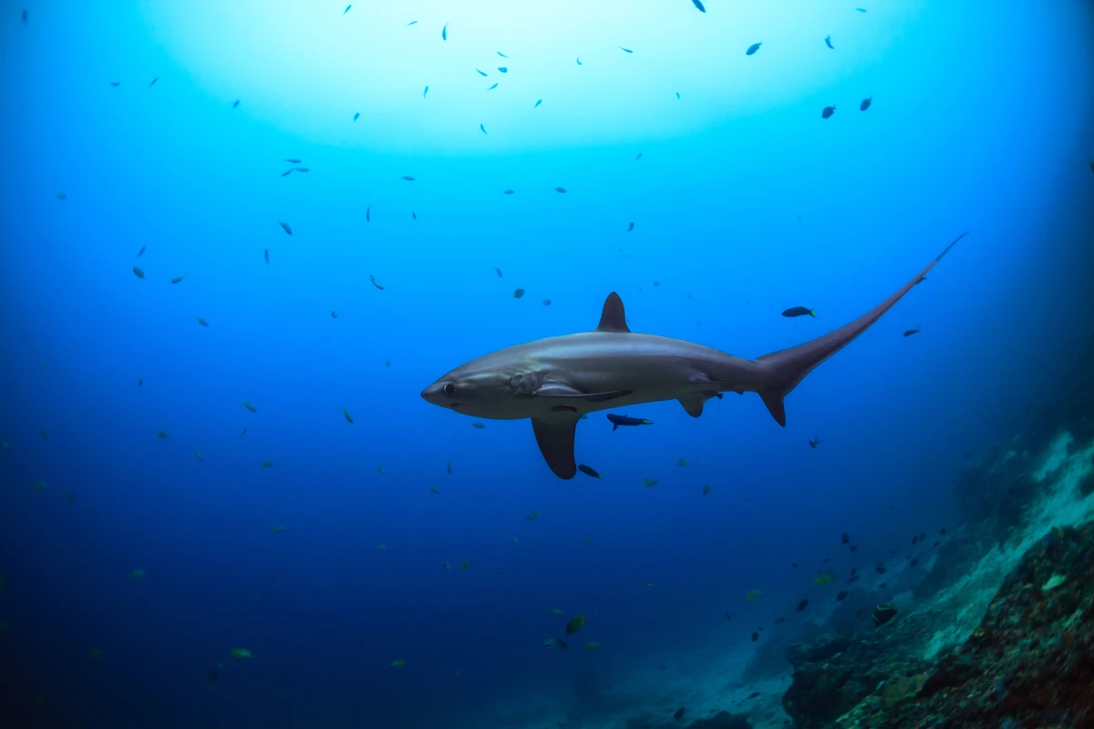 Haai in de zee, Filipijnen WW232852