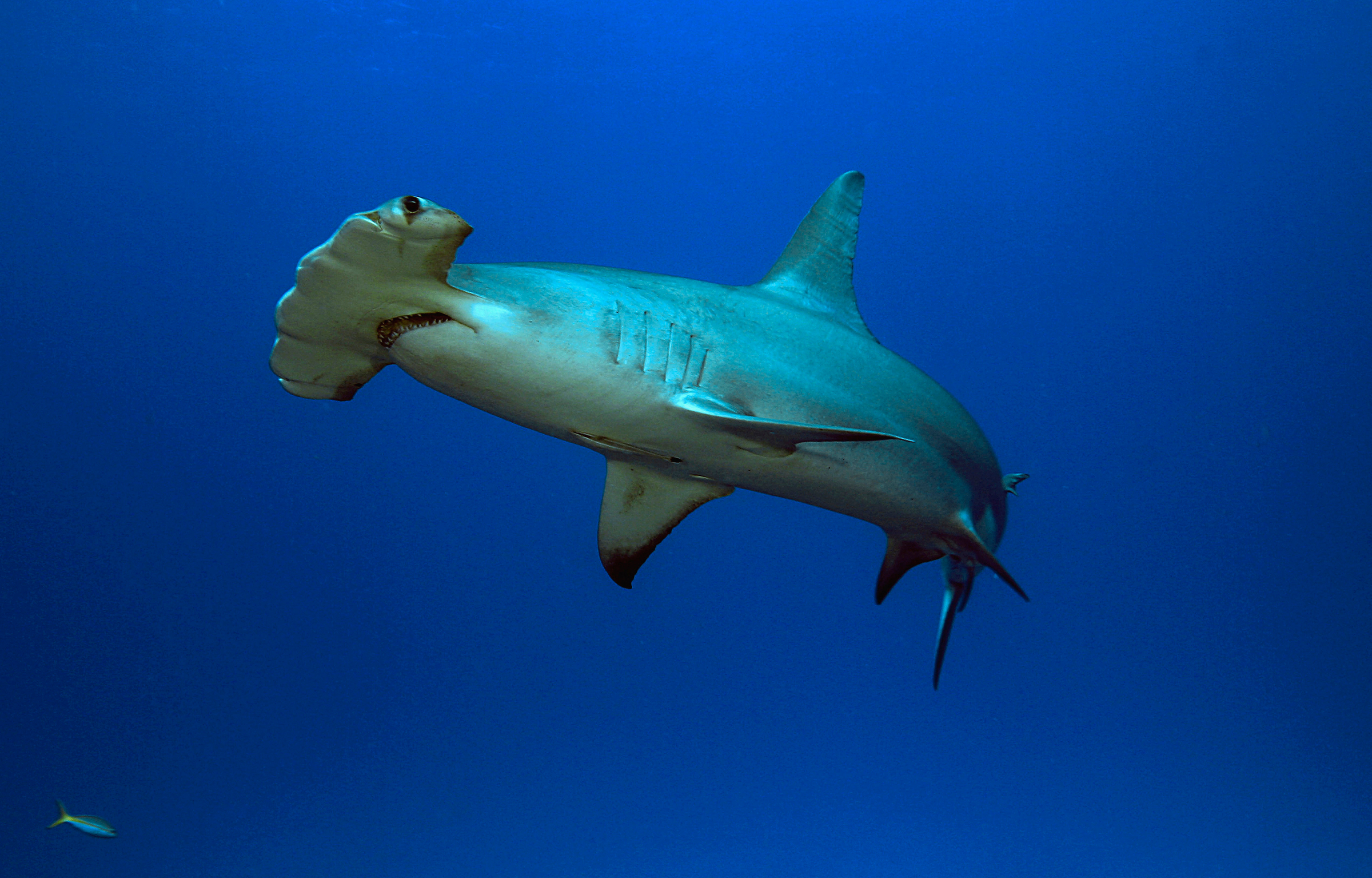 Onderaanzicht hamerhaai