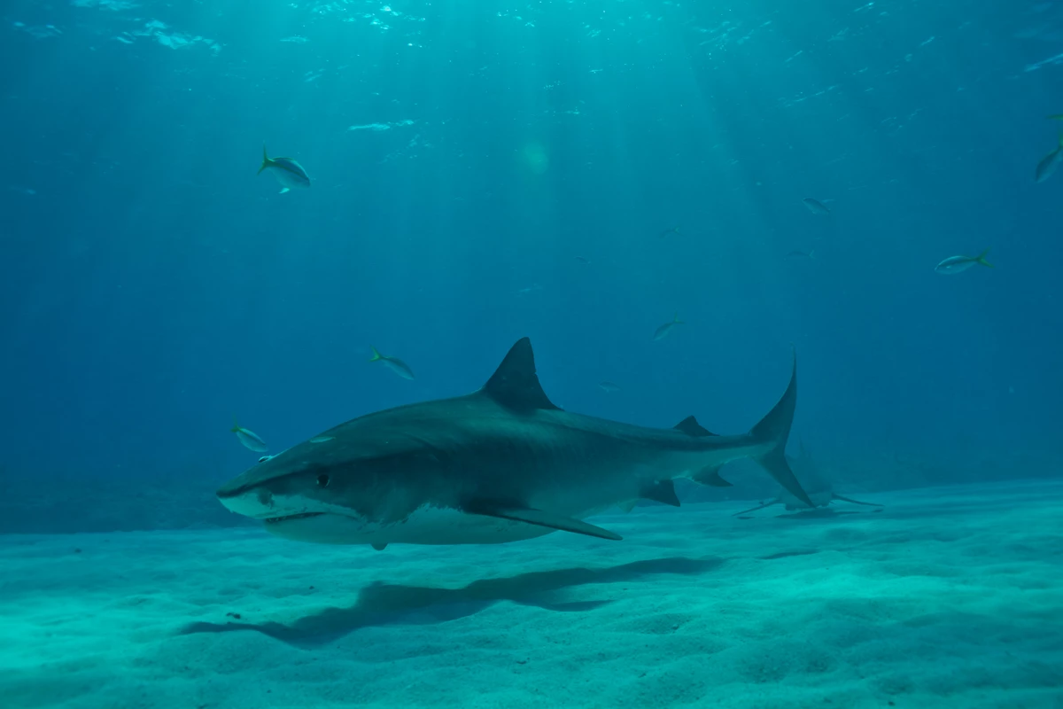 Tiger shark over sea grass at Fish Tales Bahamas  Marion Kraschl - Shutterstock.jpg