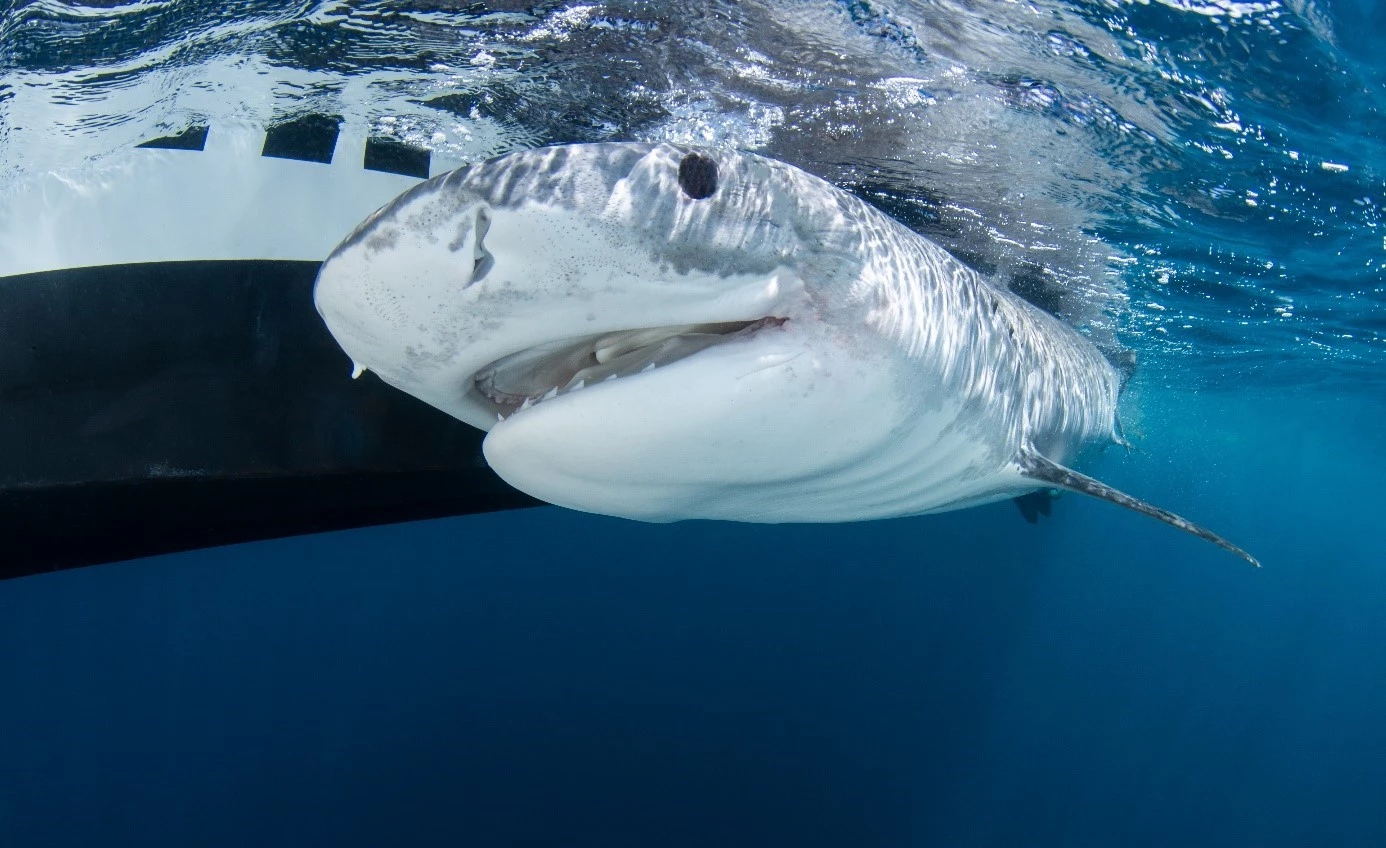 Tijgerhaai naast boot, expeditie Tijgerhaai Arjan.jpg