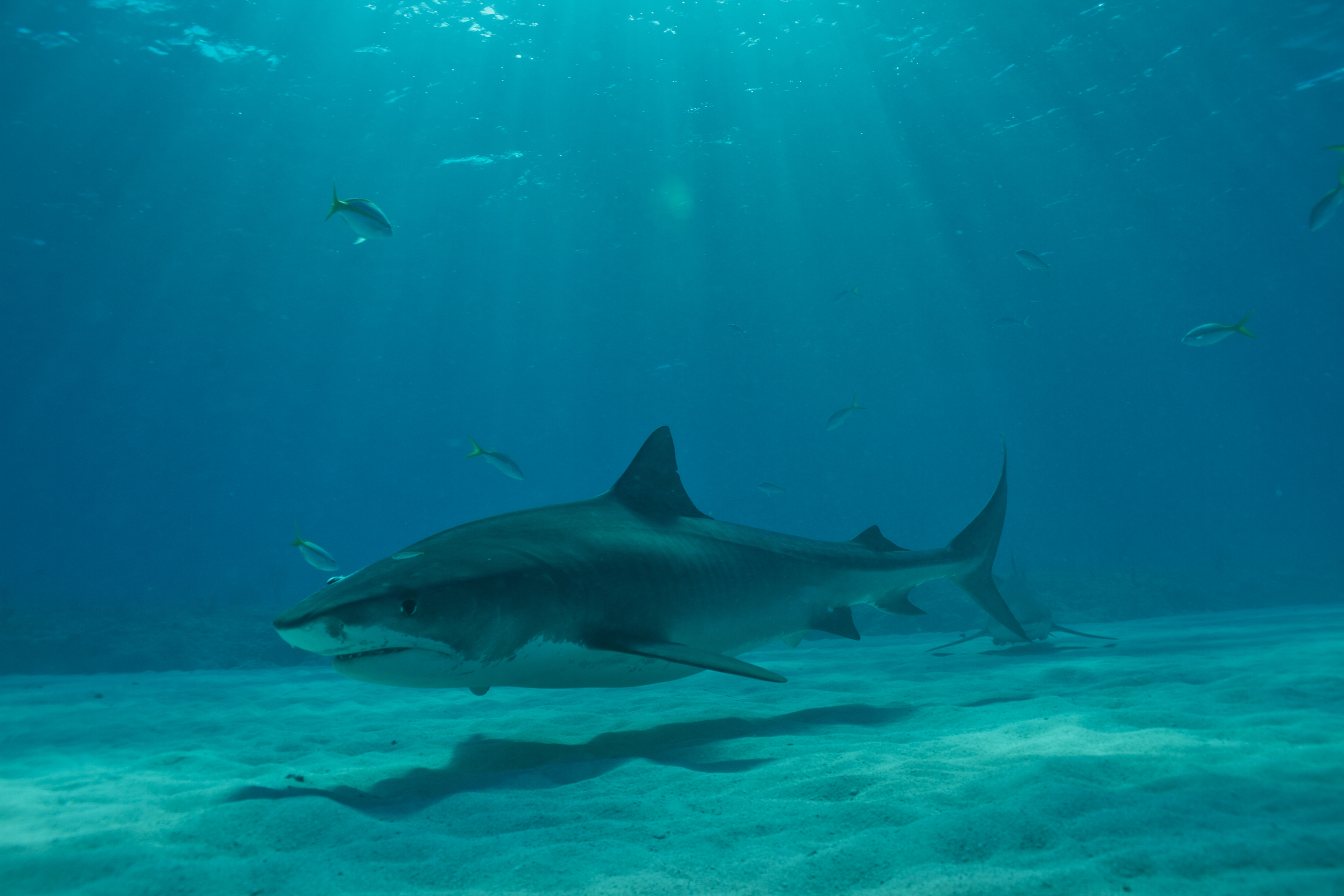 Tijgerhaai zwemt tussen vissen, op de bodem van de zee