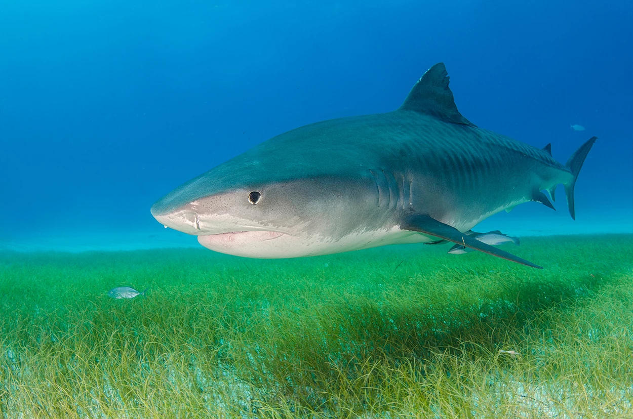 Tiger shark over sea grass at Fish Tales Bahamas Marion Kraschl - Shutterstock.jpg