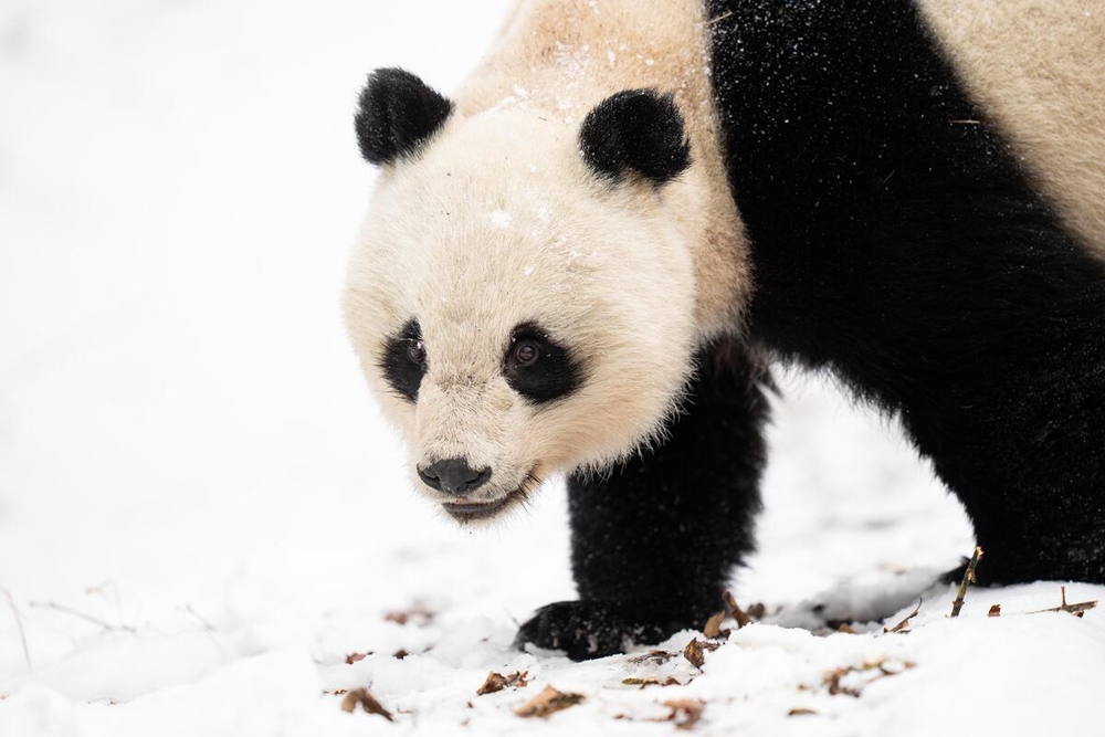 Reuzen panda loopt in sneeuw 