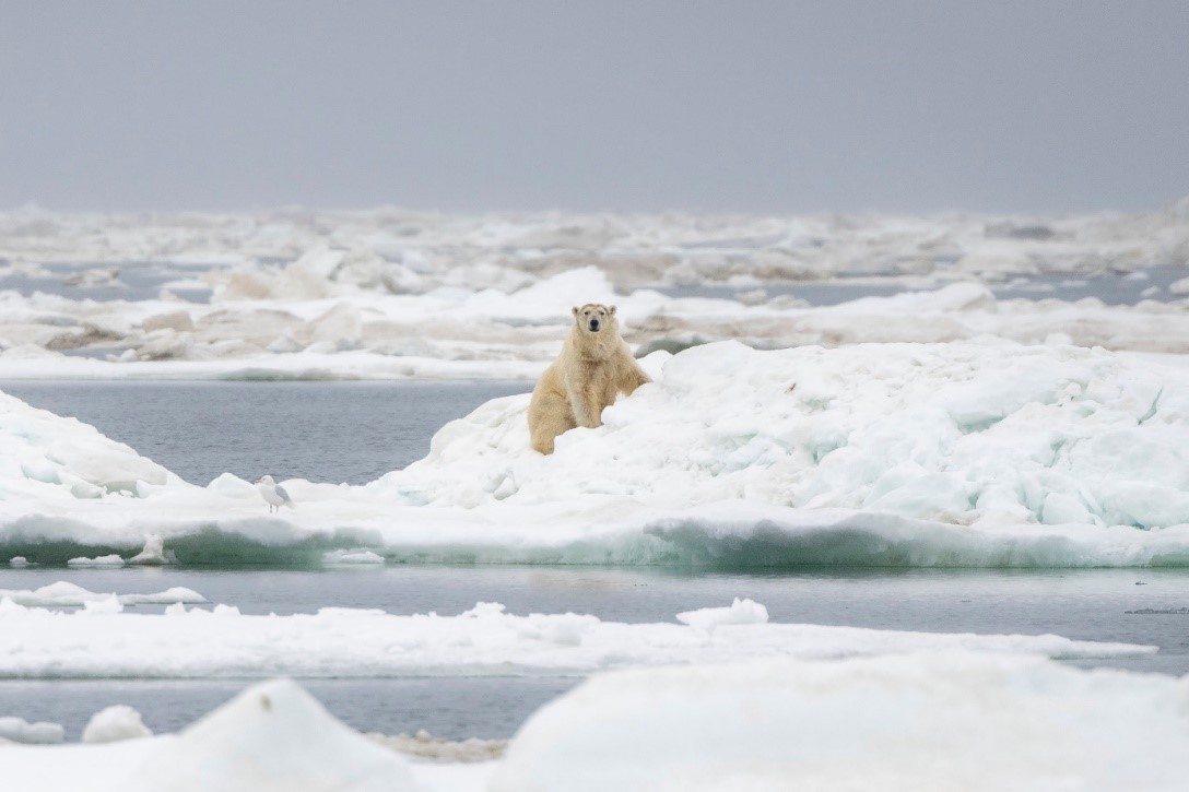 IJsbeer in de sneeuw