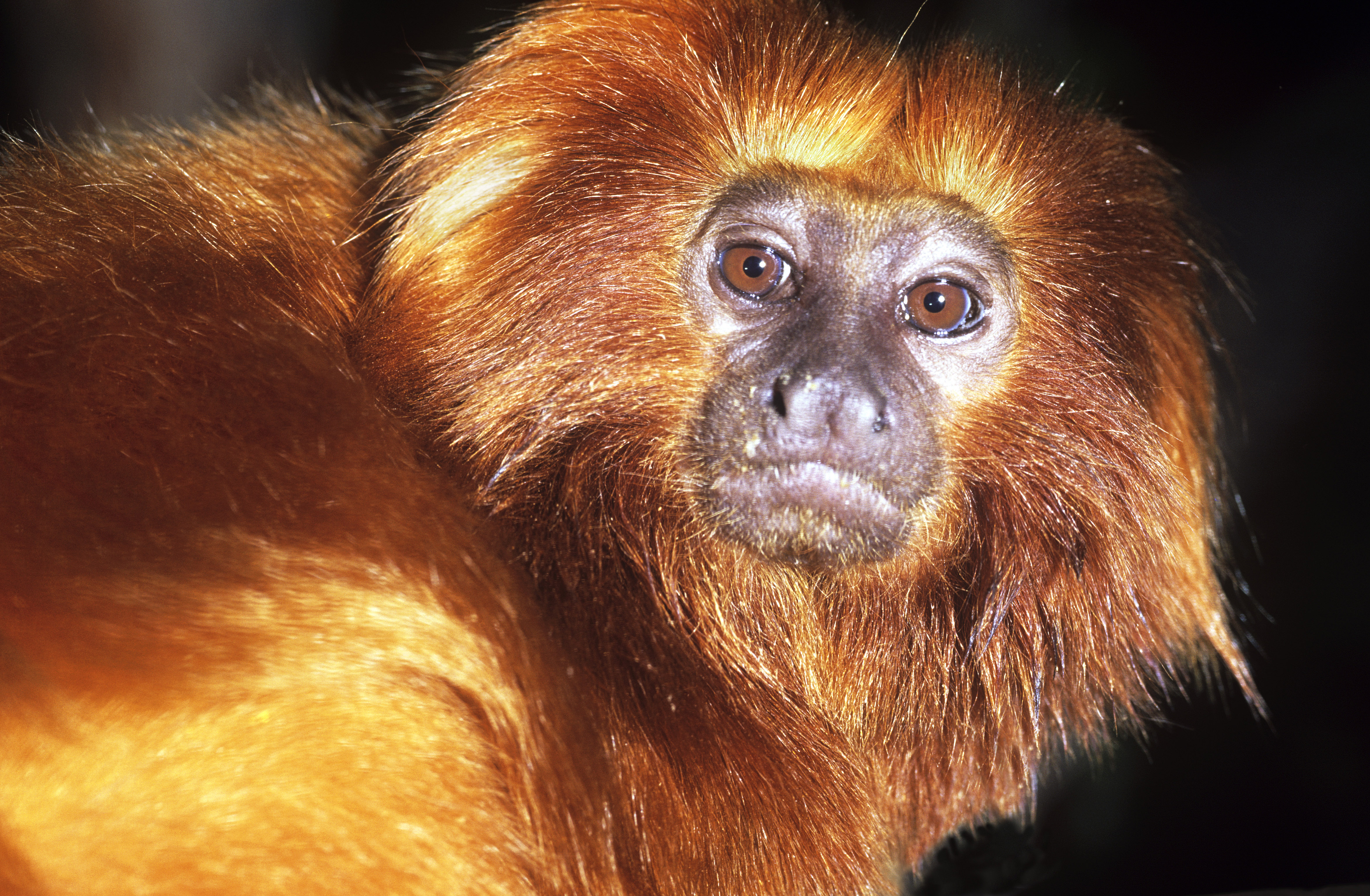 Gouden leeuw aapje close up