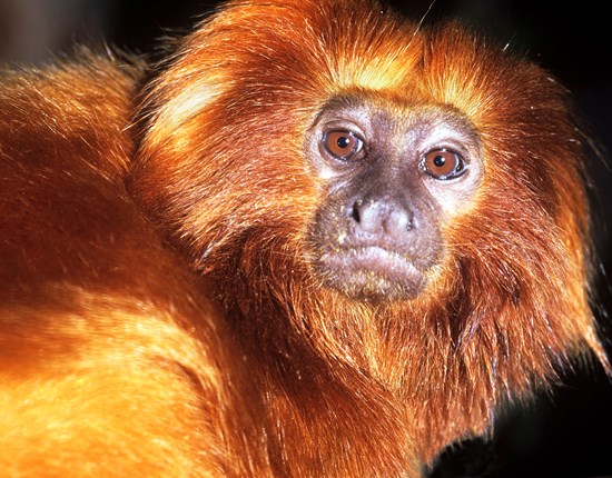 Gouden leeuw aapje close up