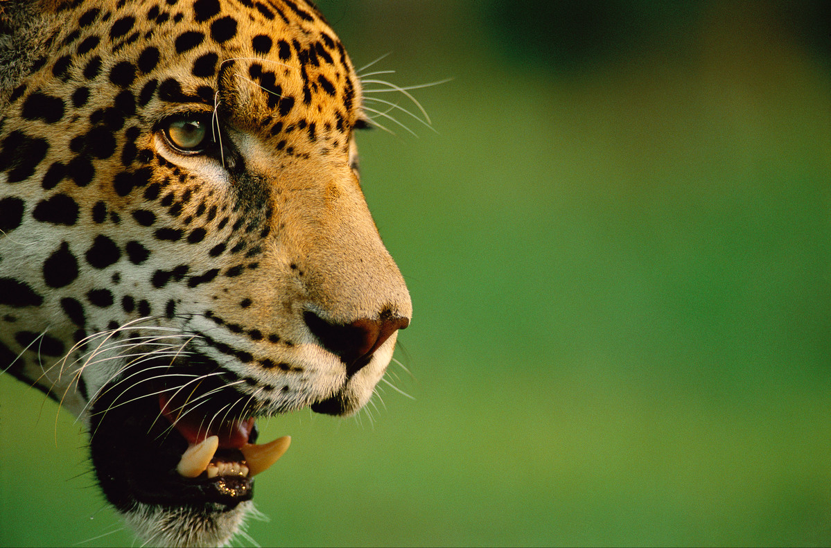 Jaguar Bedreigd | Wwf | Stroperij, Habitat, Conflicten
