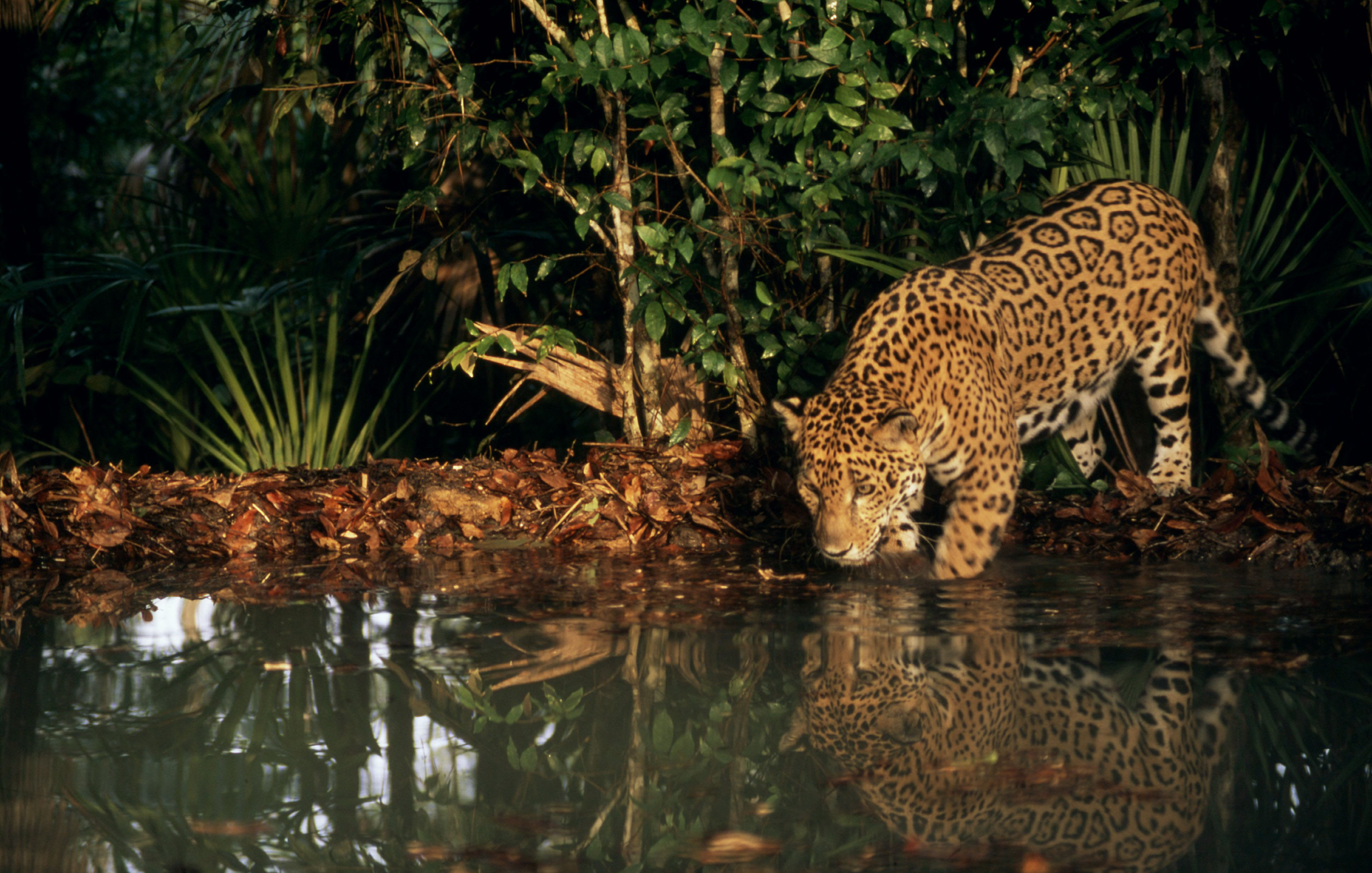 Jaguar drinkt uit rivier
