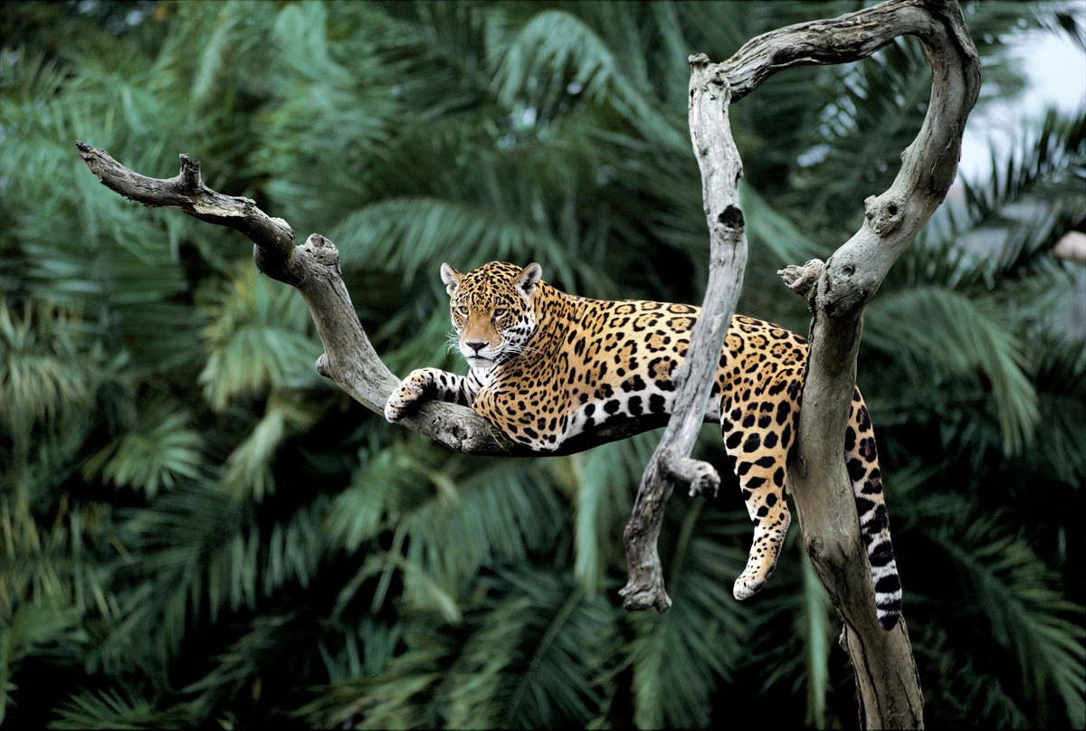 jaguar in een boom Pantanal