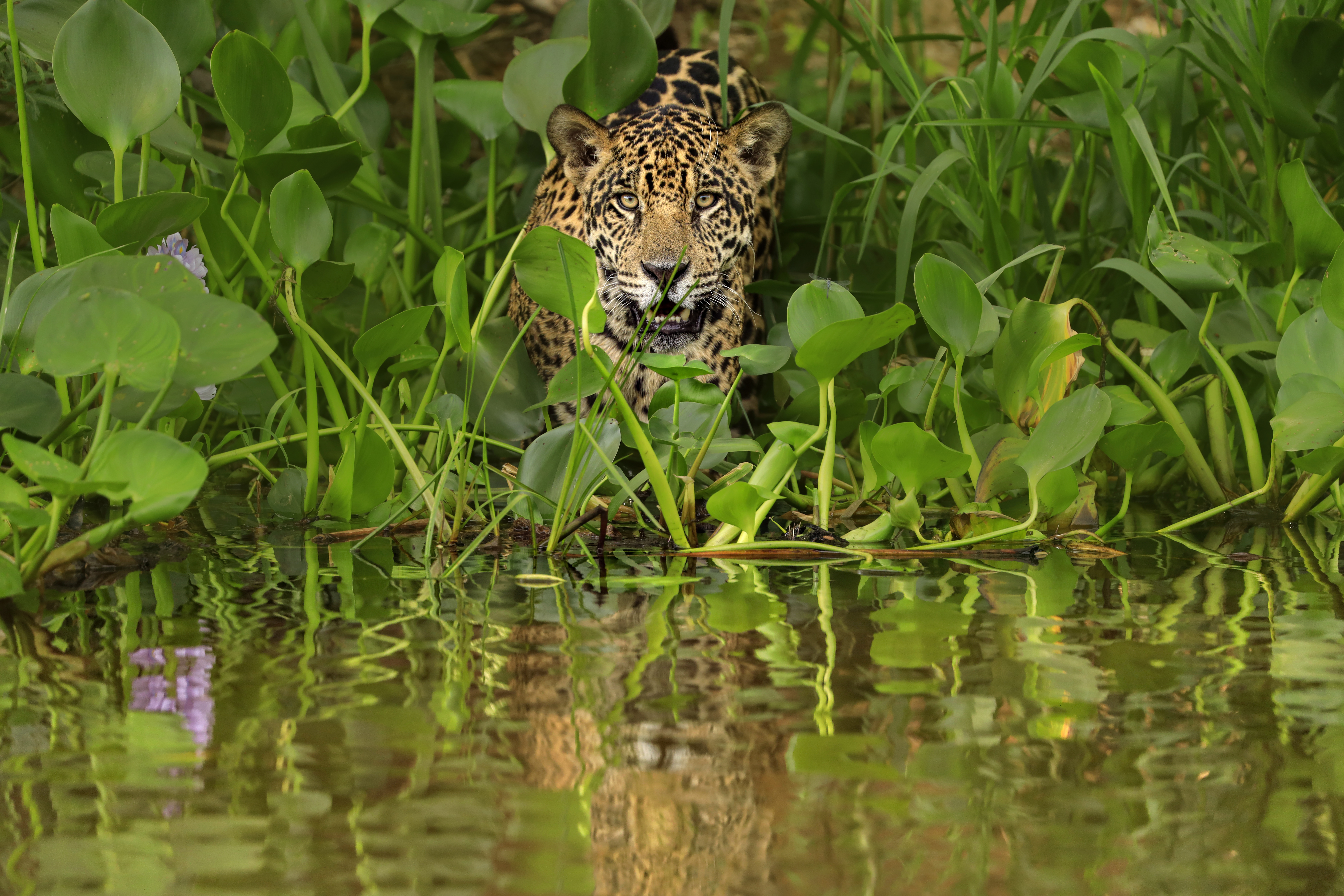 Jaguar tussen het groen langs de oever van de rivier de Pantanal, Brazilië
