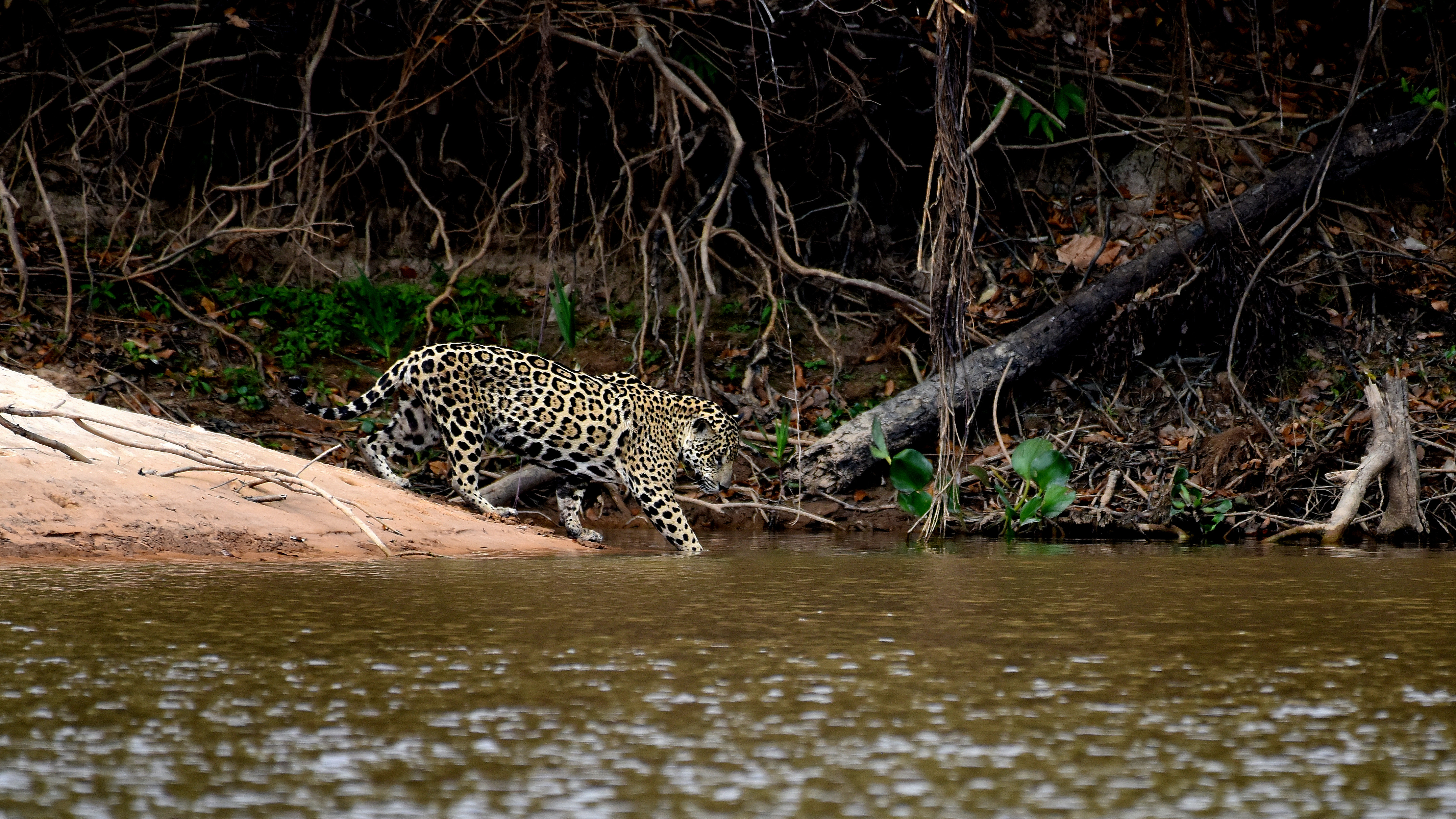 Jaguar loopt vanaf een zandstrand het water in, op de achtergrond bos, Mato Grosso, Brazilië