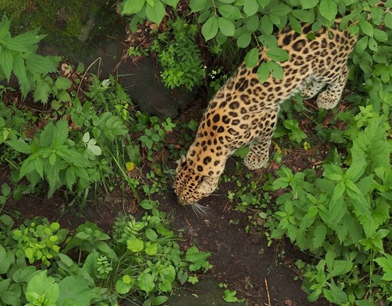 Een jaguar van boven