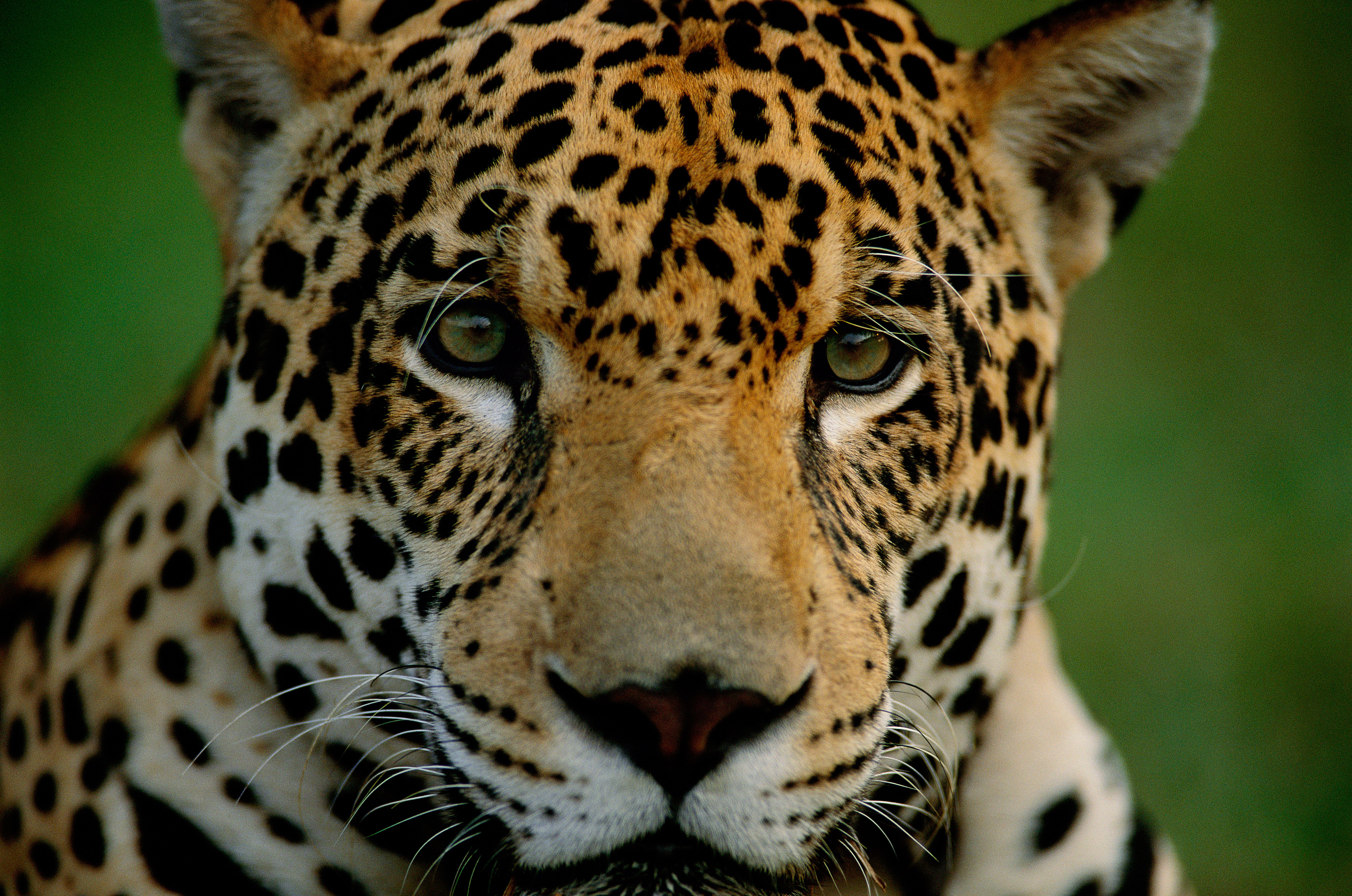 Close-up jaguar 
