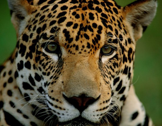 Close-up jaguar