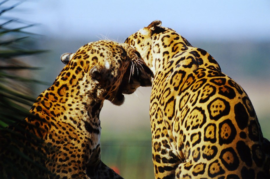 Jaguar dier | | Prachtig, maar in nood