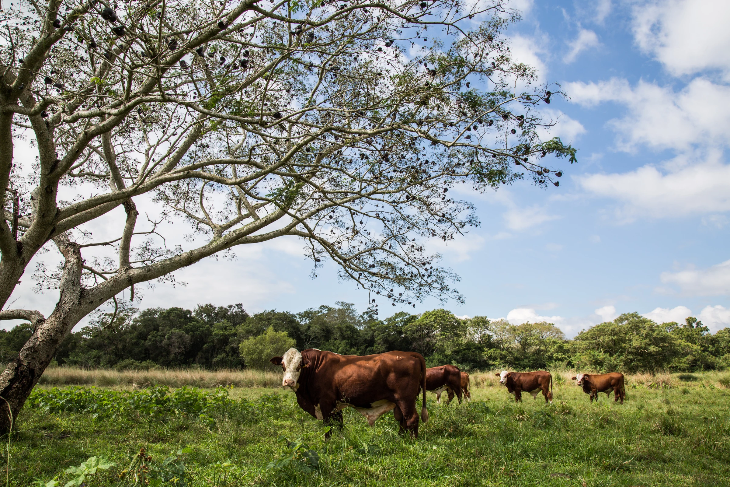 Koeien grazen in weiland WW240852