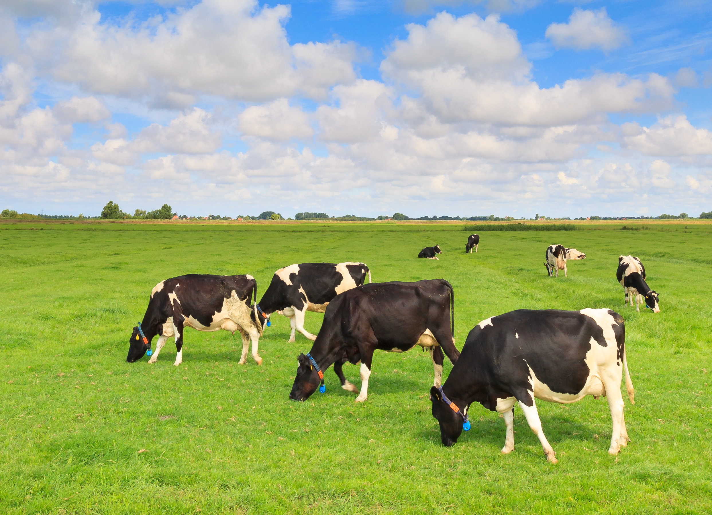 8 koeien in de weide met wolkenlucht