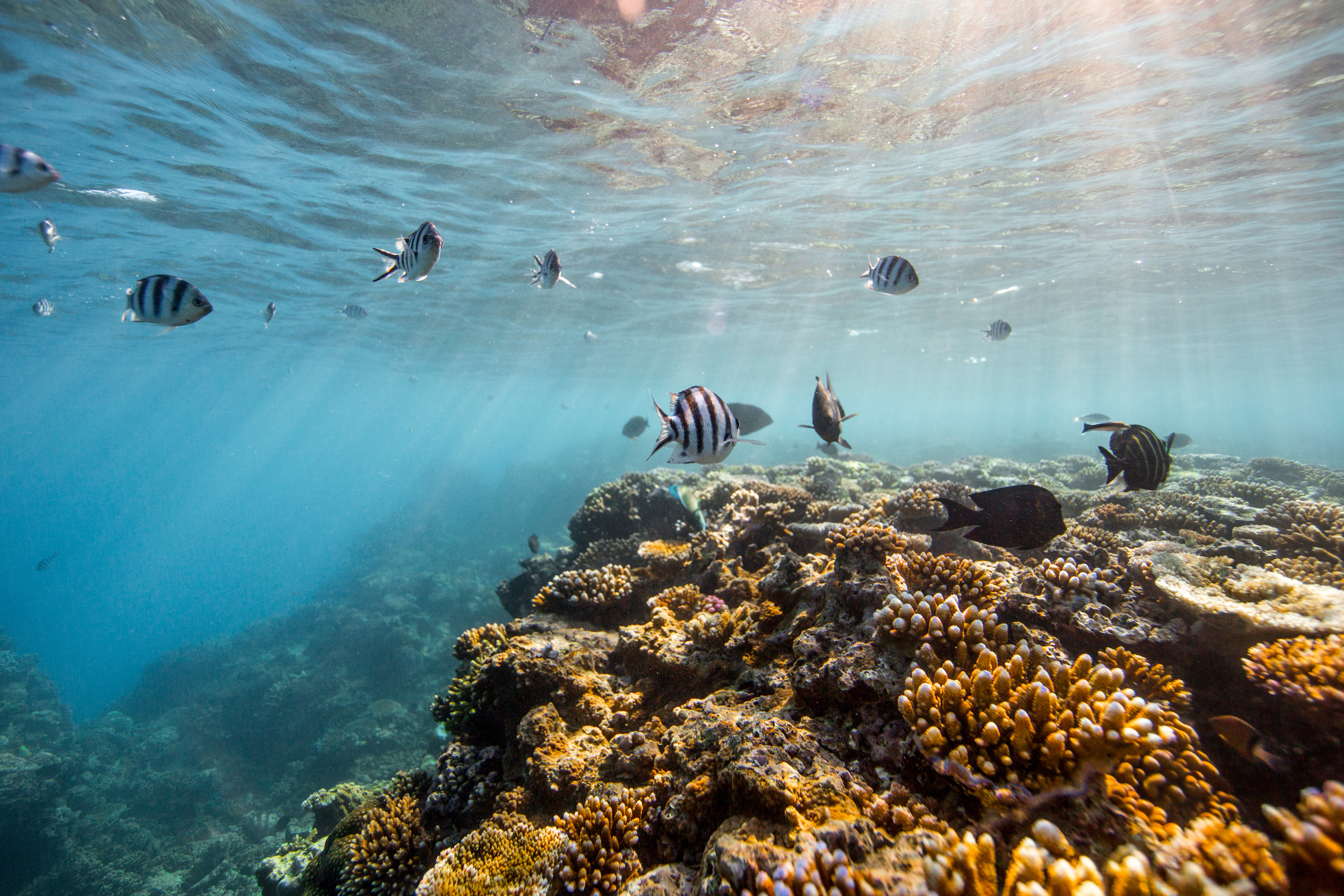 great barrier reef australië met vissen en koraal