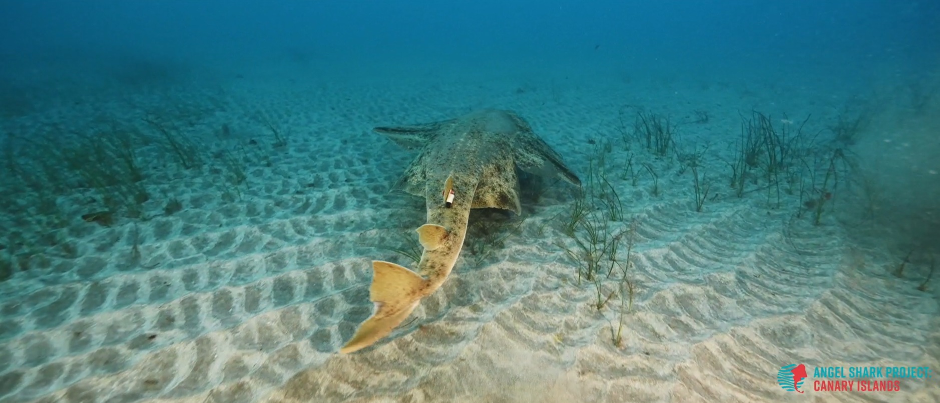 Achteraanzicht zee-engel zwemt op de bodem van de zee