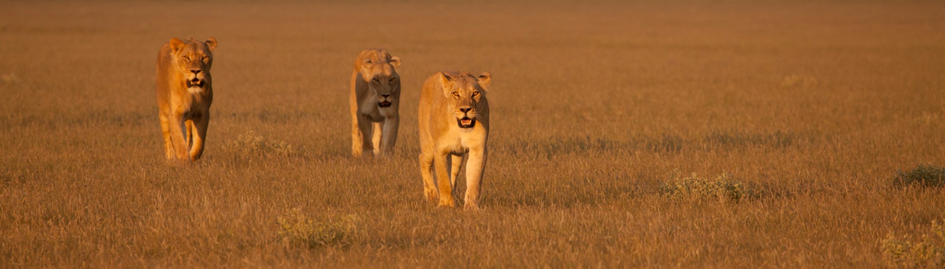 Drie leeuwen lopen in het gras