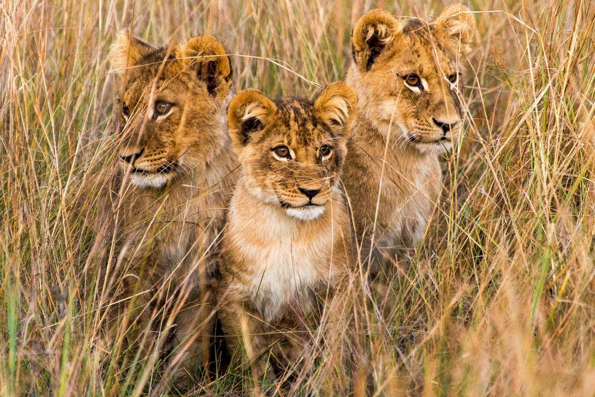 Drie leeuwenwelpjes in Botswana
