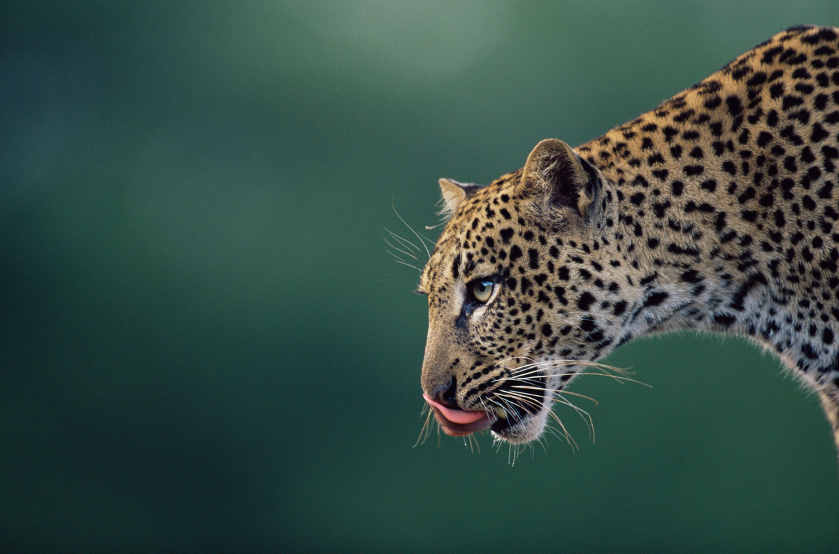 Zijaanzicht luipaard close-up 