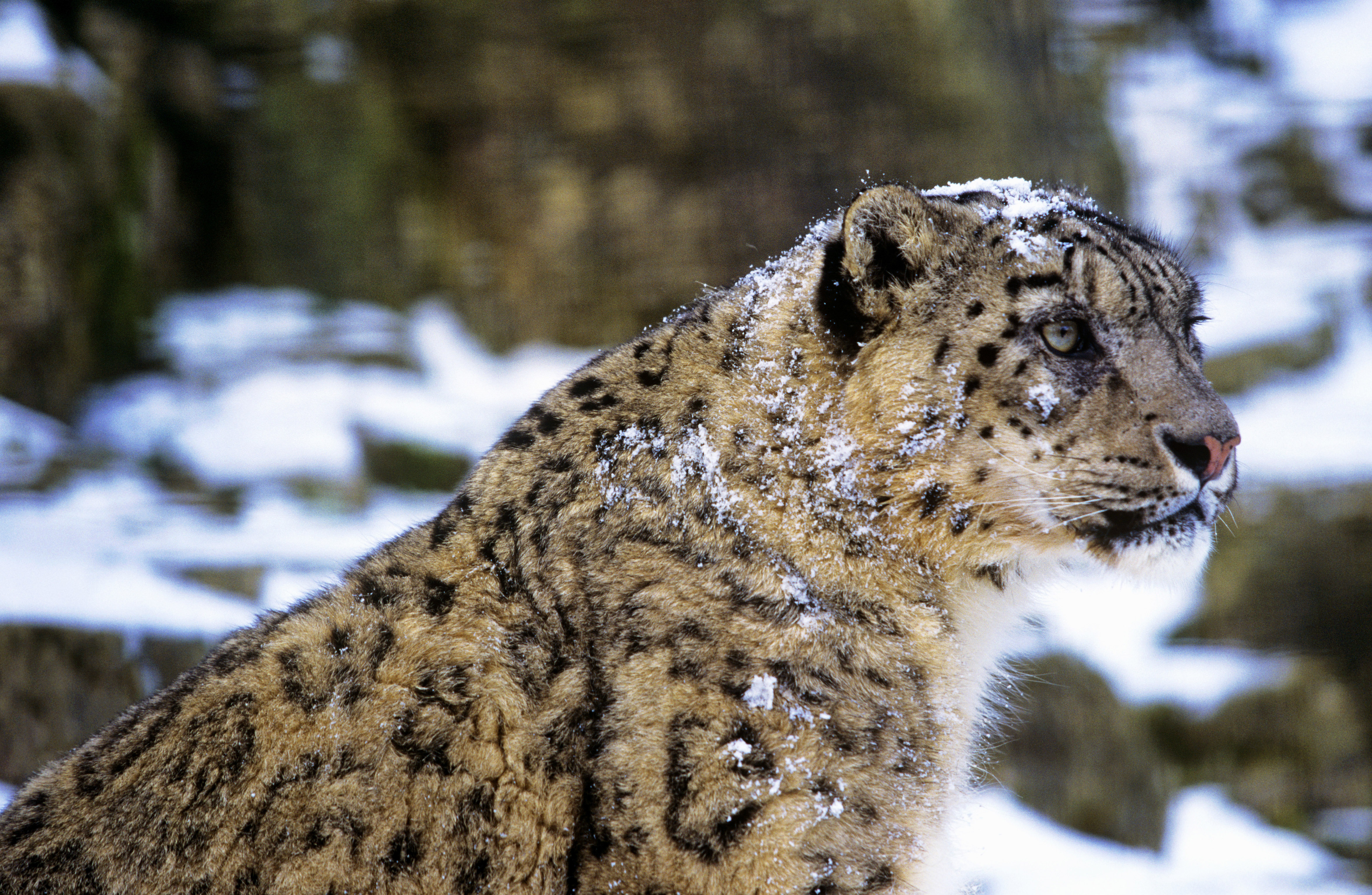 Sneeuw panter met beetje sneeuw op zijn vacht 