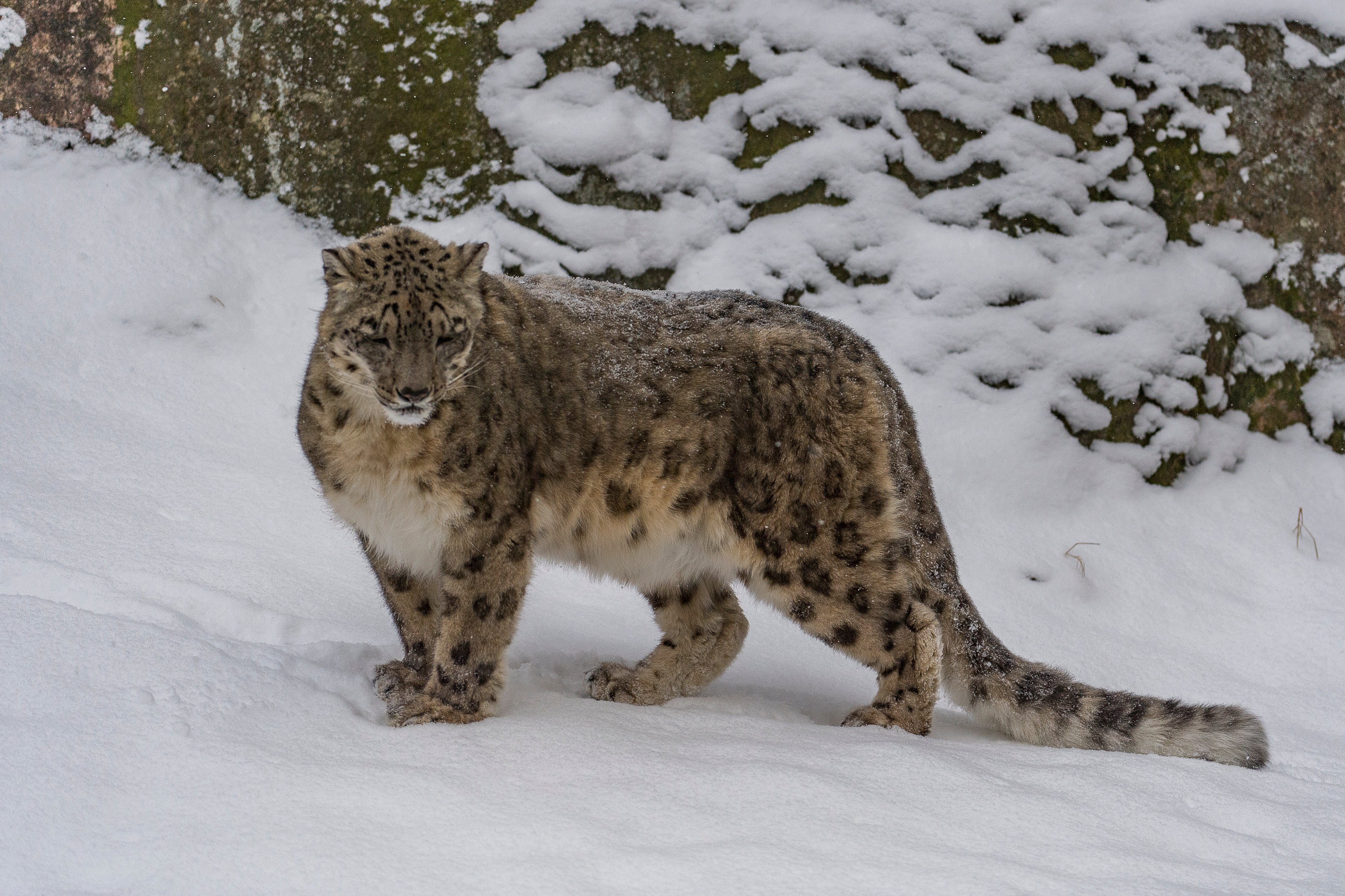 Sneeuwluipaard in de sneeuw