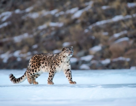 Sneeuwluipaard loopt door de sneeuw