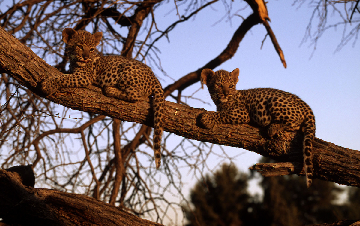 Twee welpjes in een boom