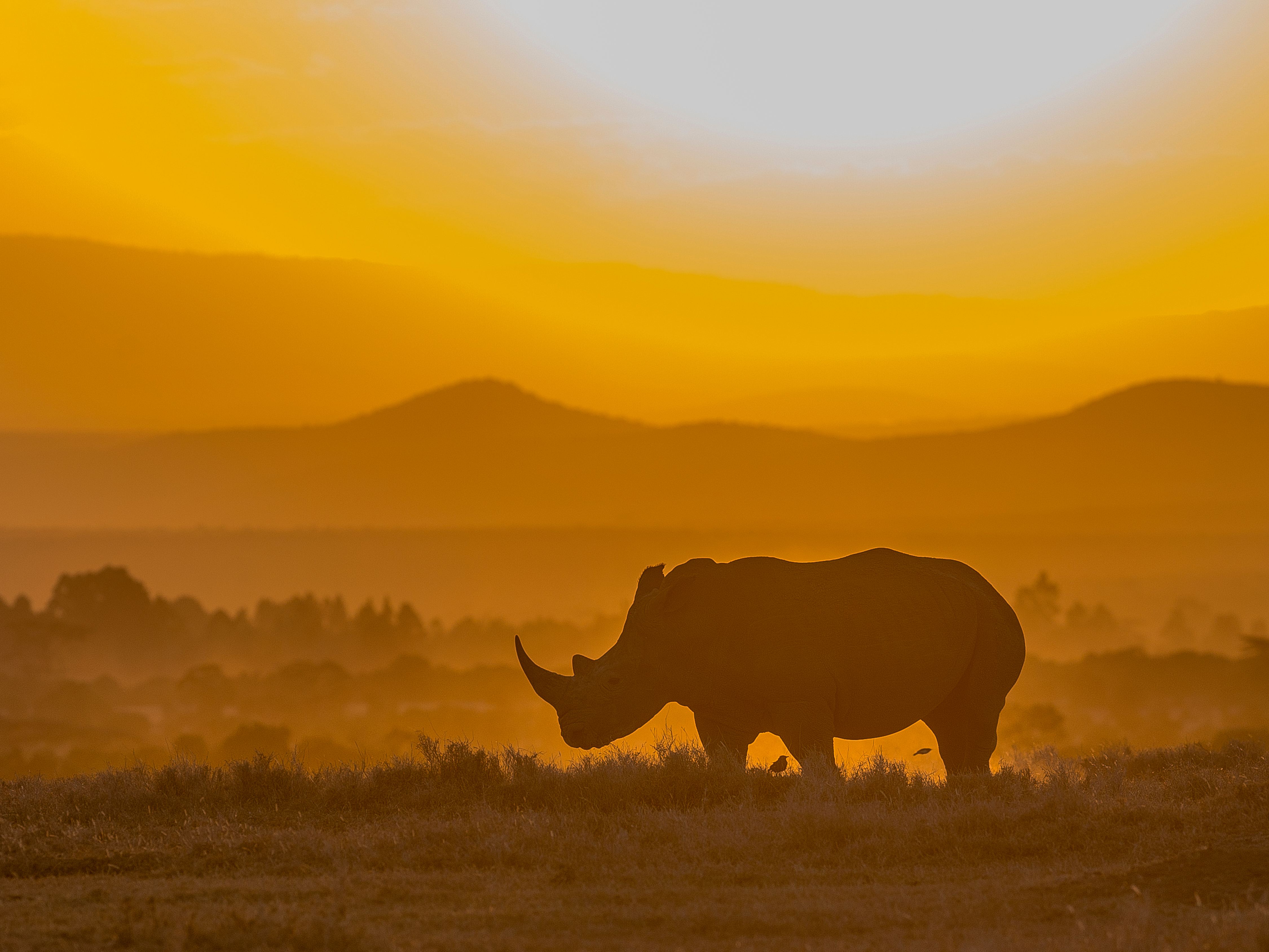 neushoorn zonsondergang