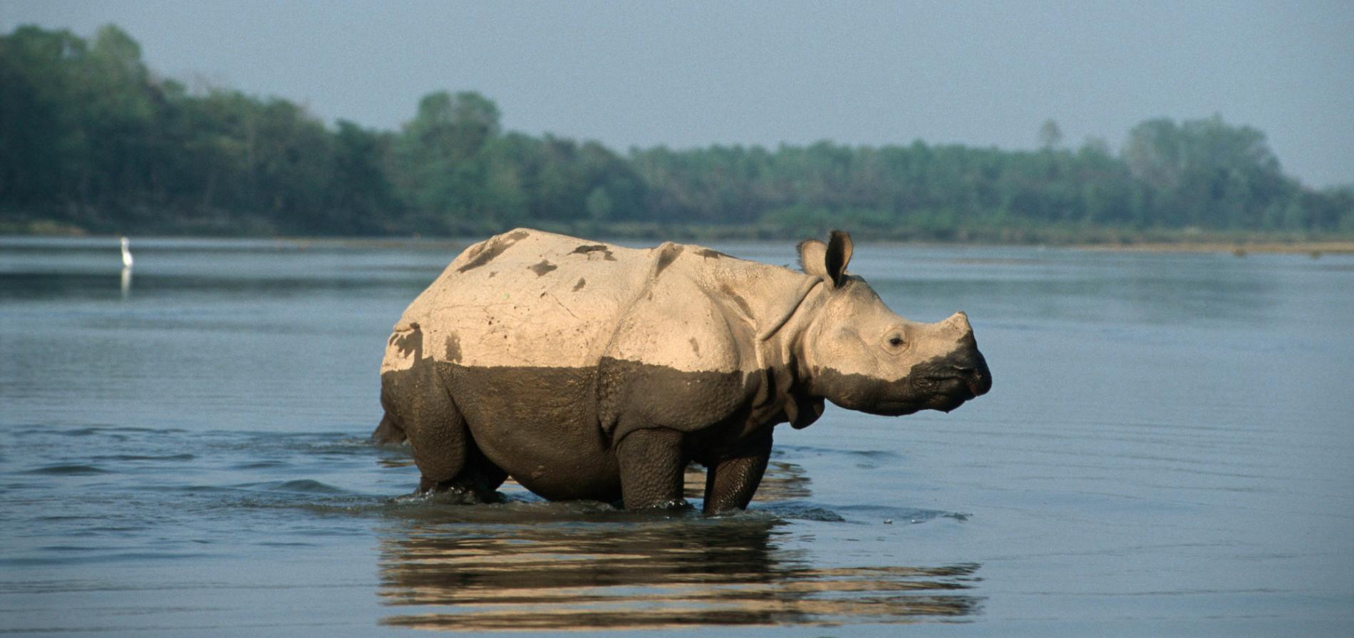 neushoorn die in het water staat