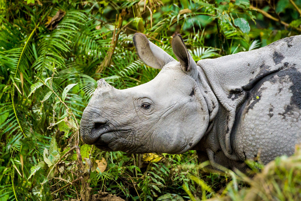 neushoorn zonder hoorn in jungle