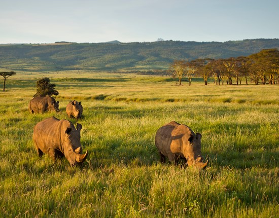 Witte neushoorns staan in het gras