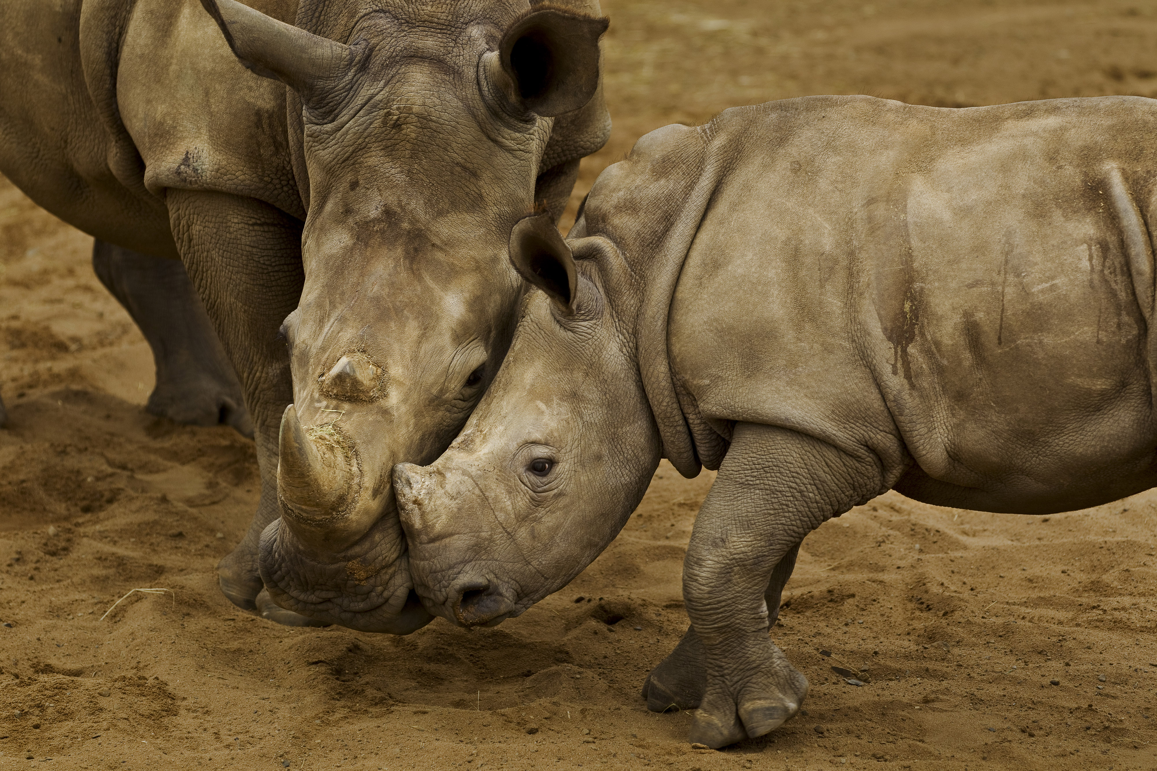 Witte neushoorn met kalf