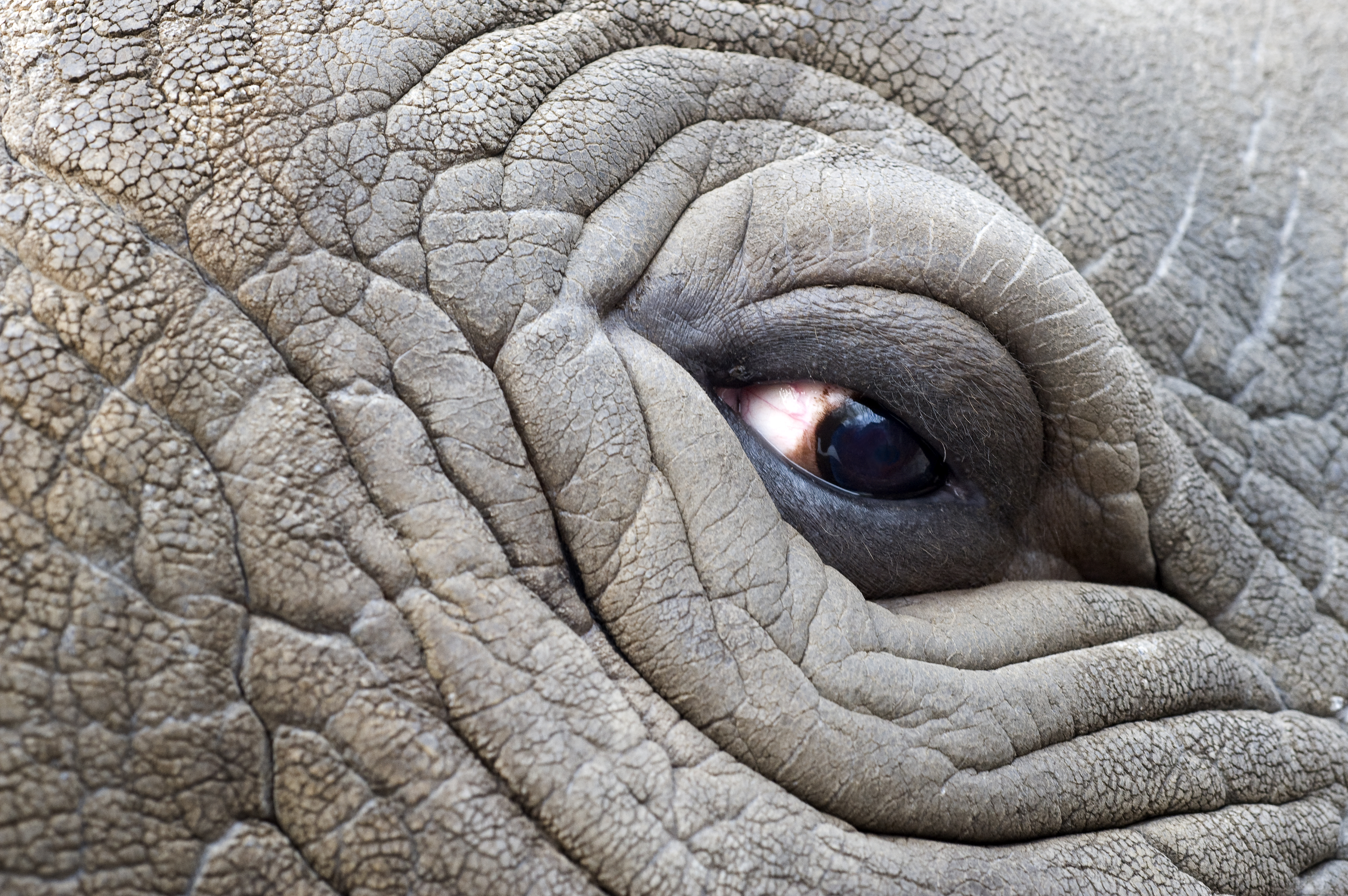 Close-up oog witte neushoorn
