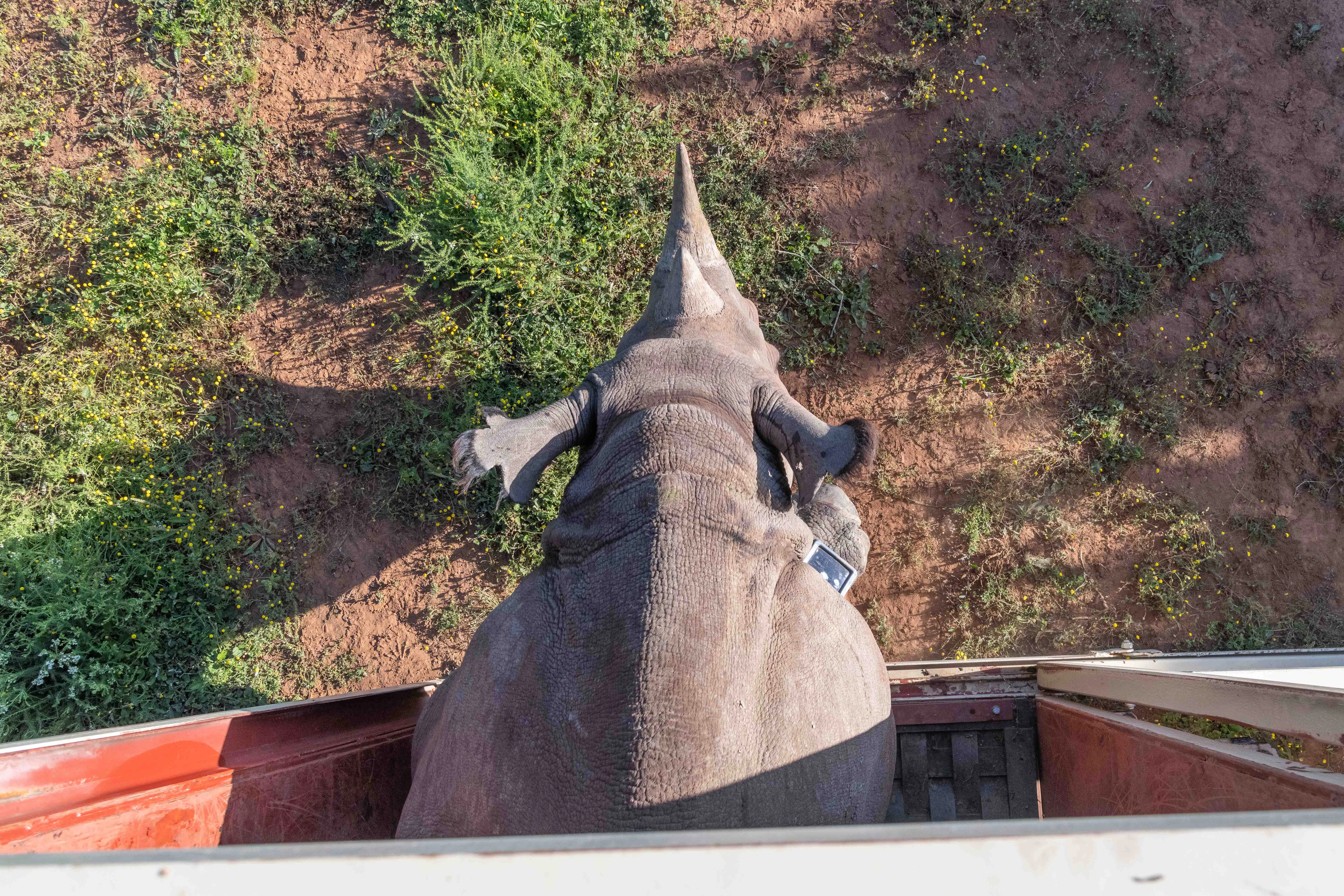 BRREP 250th rhino ©PeterChadwick_AfricanConservationPhotographer.jpg
