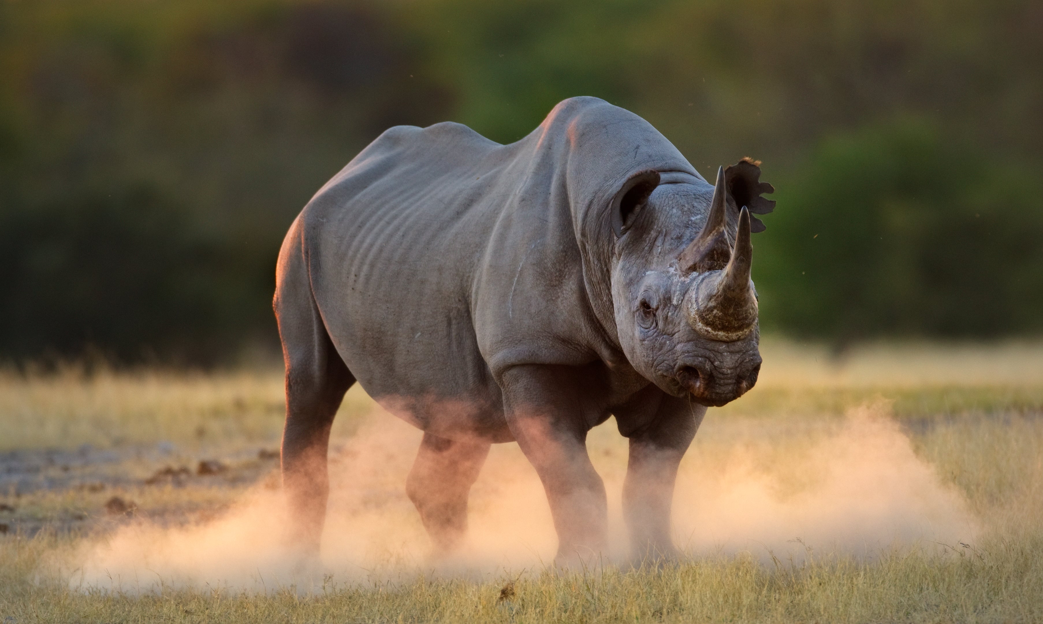Zwarte neushoorn in Namibië