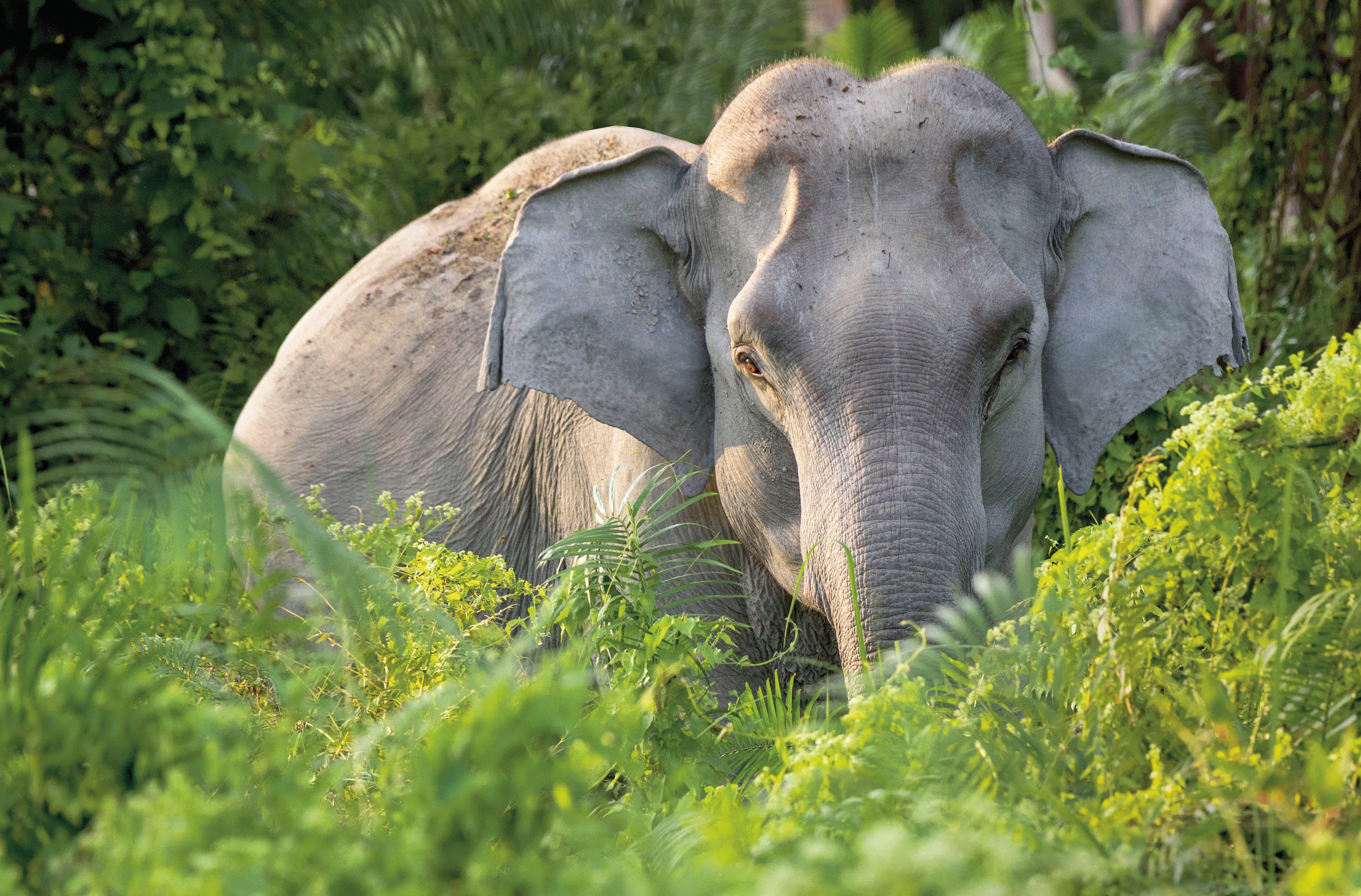 Aziatische olifant staat verschuilt achter blad