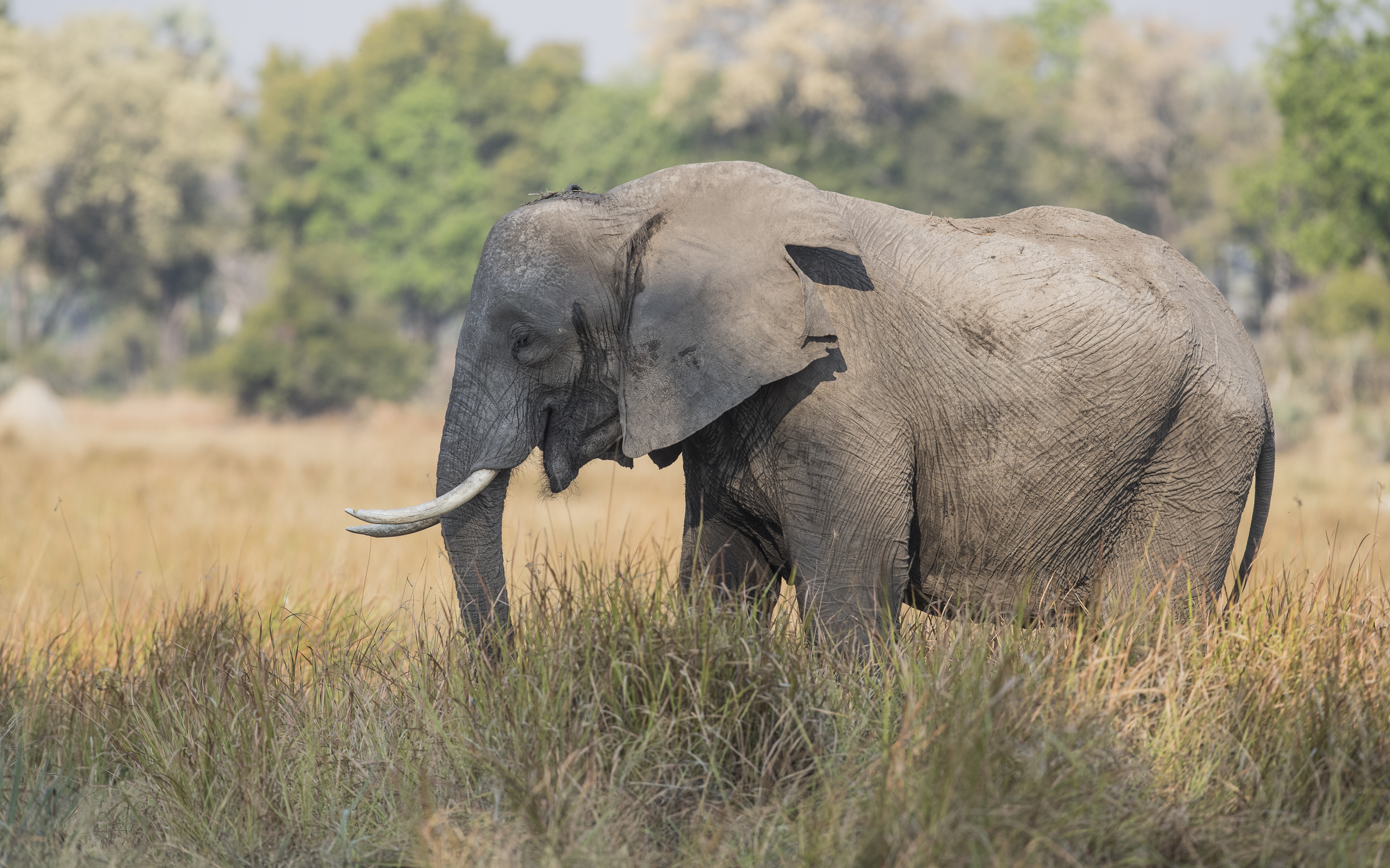 Zijaanzicht Afrikaanse olifant in het gras