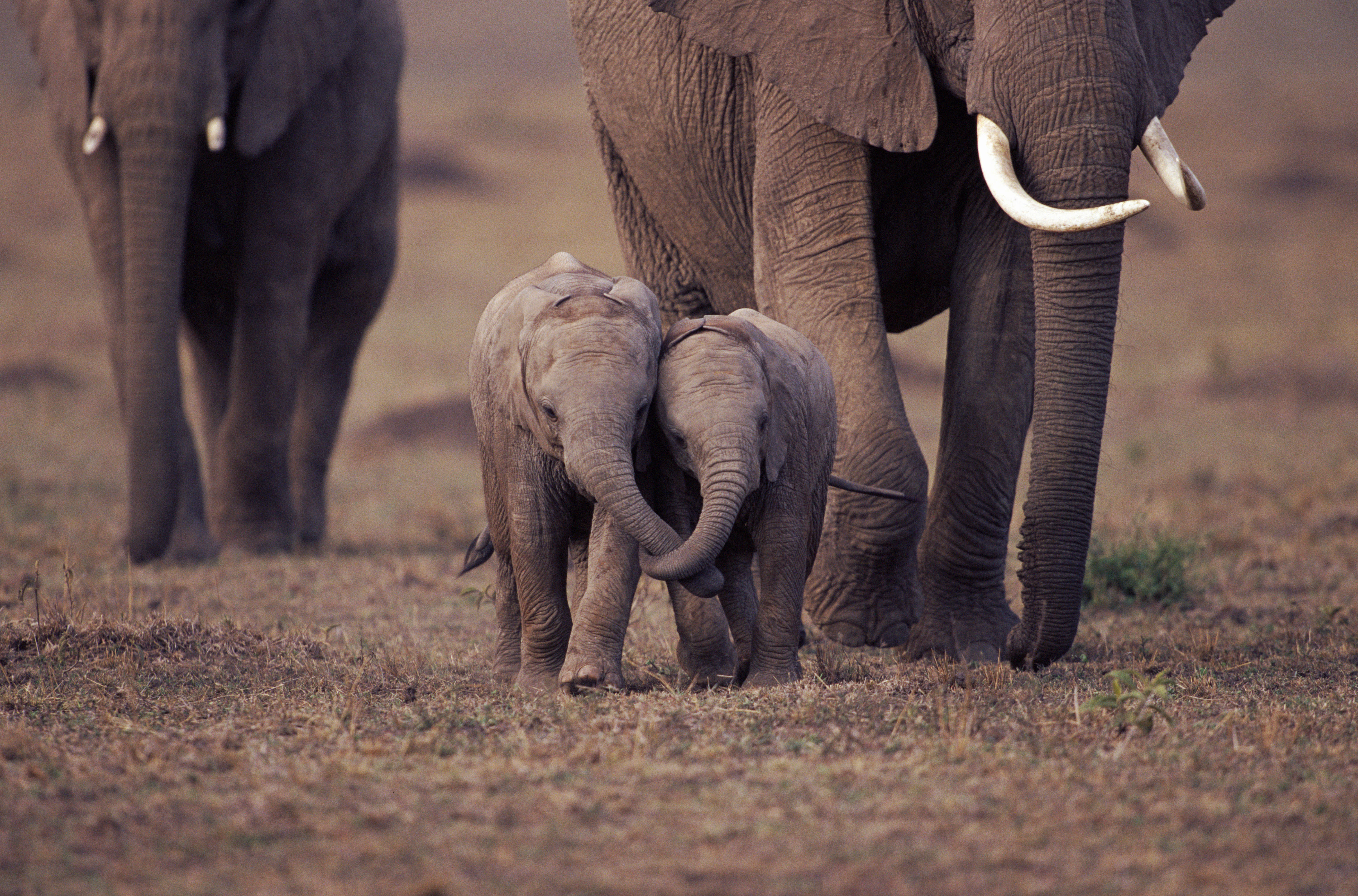 www.wwf.nl