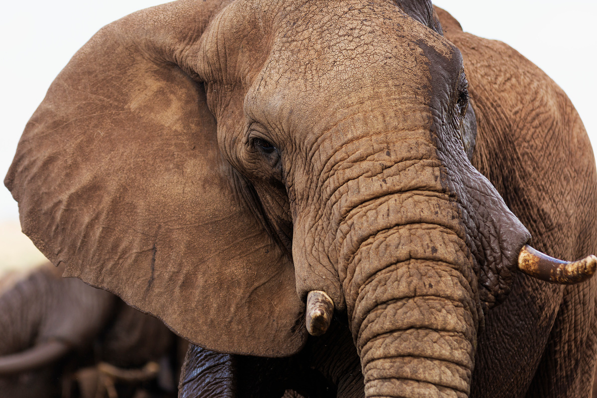 Close-up Afrikaanse olifant