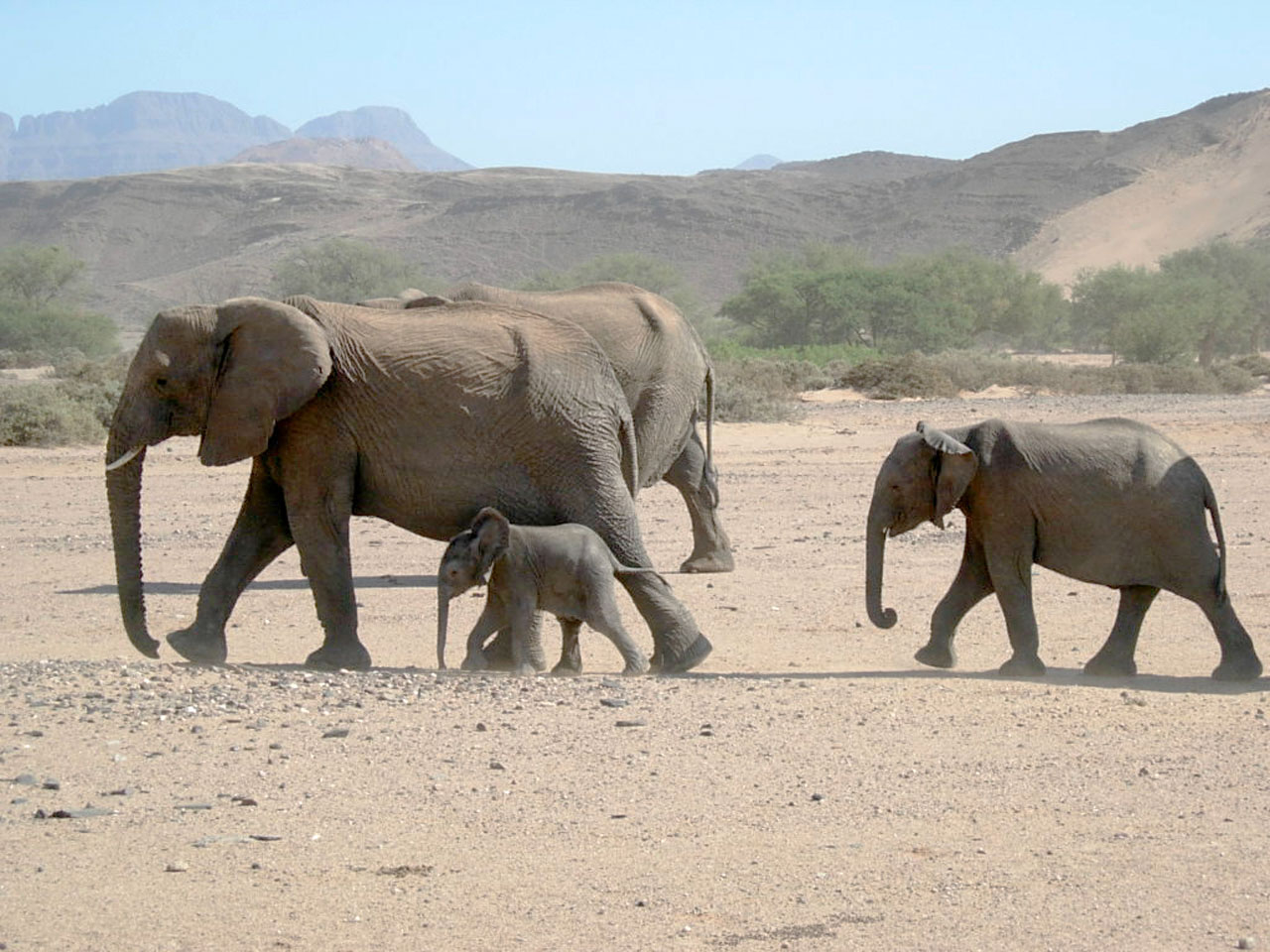 Lopende olifanten, Afrika