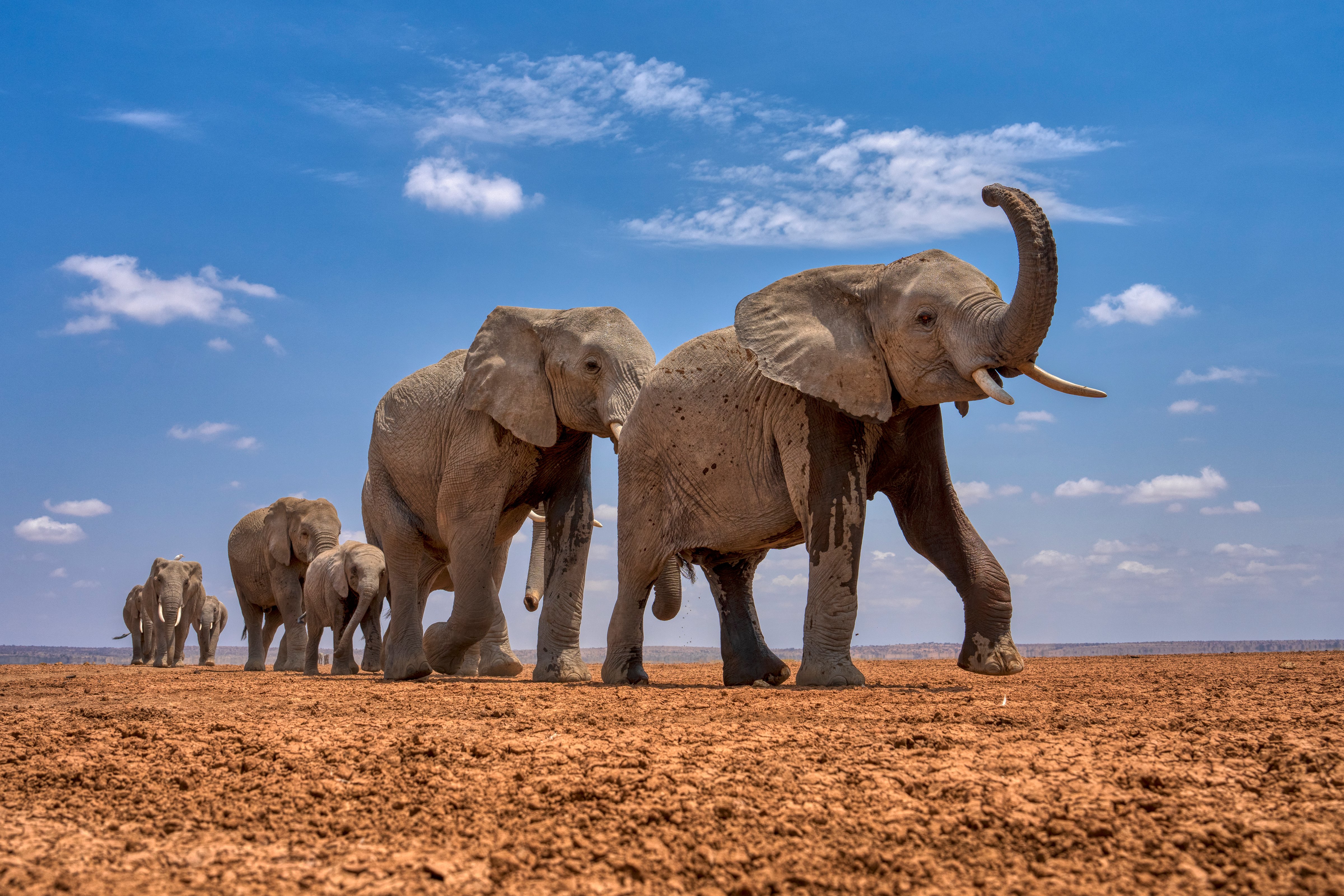 Afrikaanse olifanten in Kenia